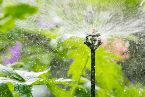 A sprinkler spraying water onto the lawn.
