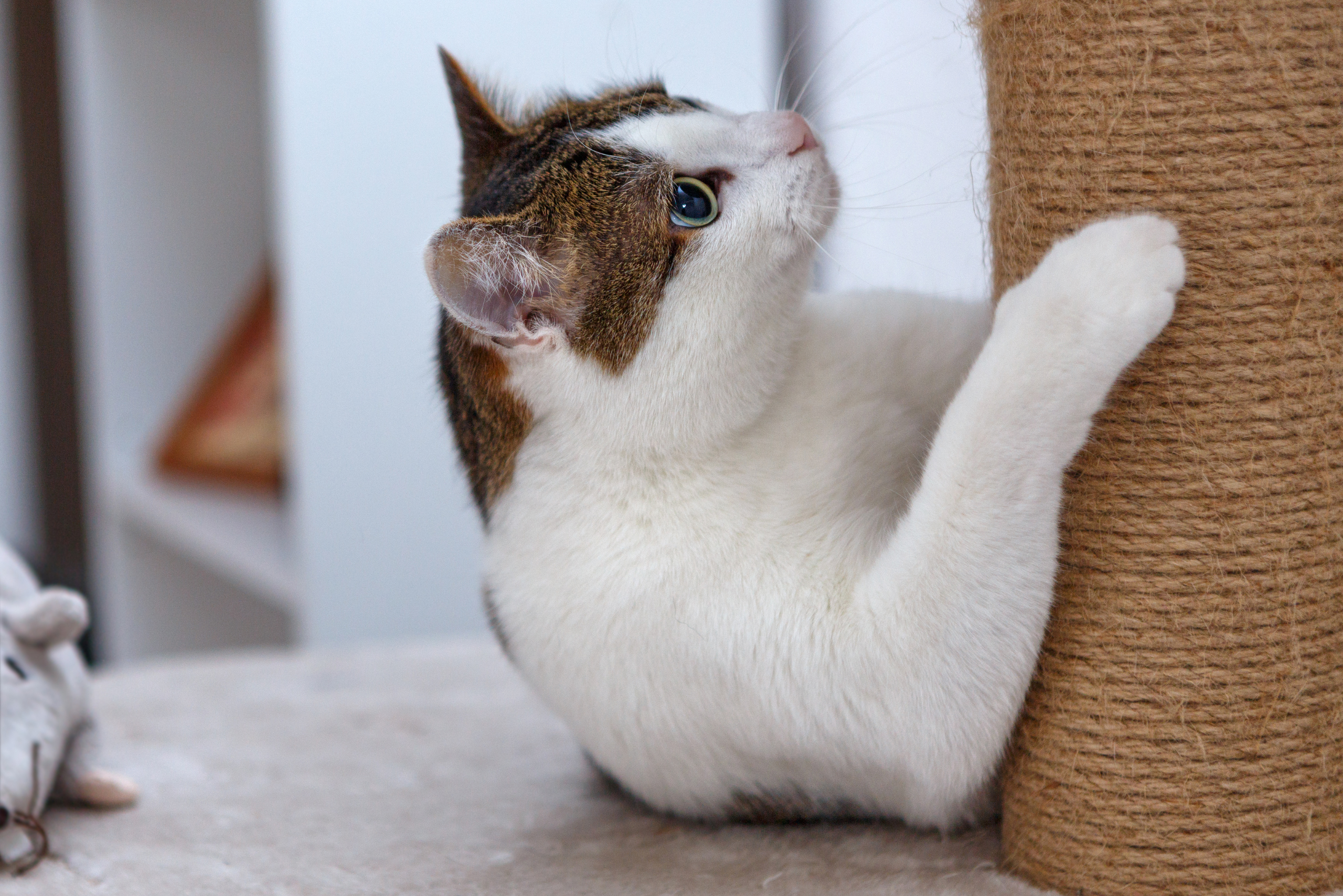 Cat playing with a scratching post.