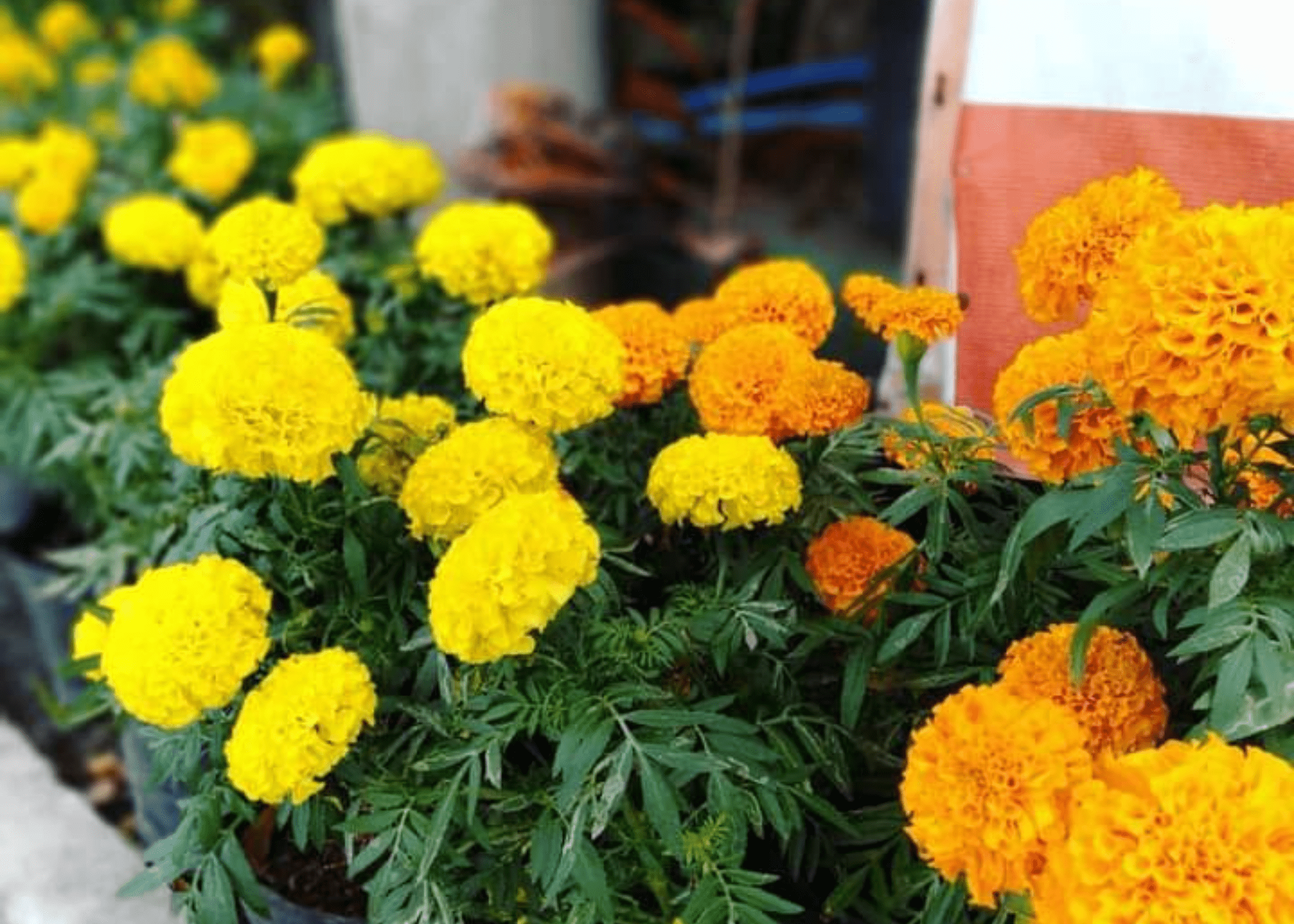 close up of yellow and orange marigolds