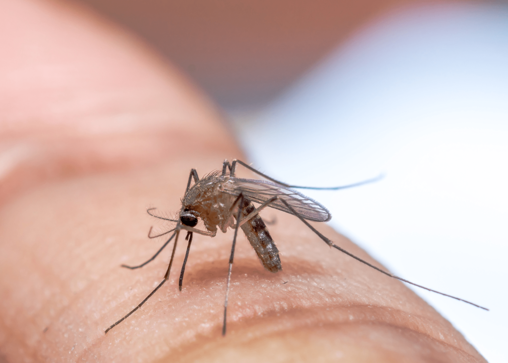 close up of mosquito