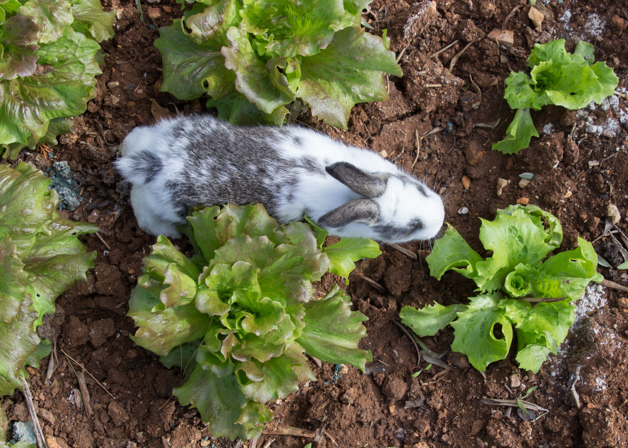 bunny in garden