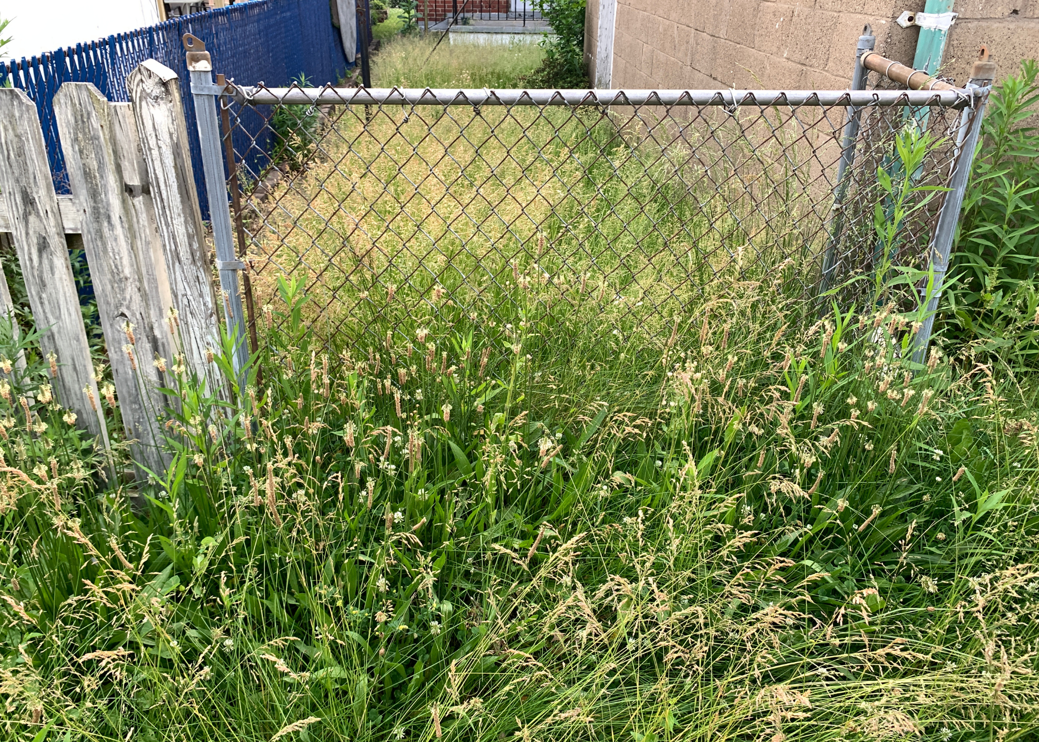 overgrown grass