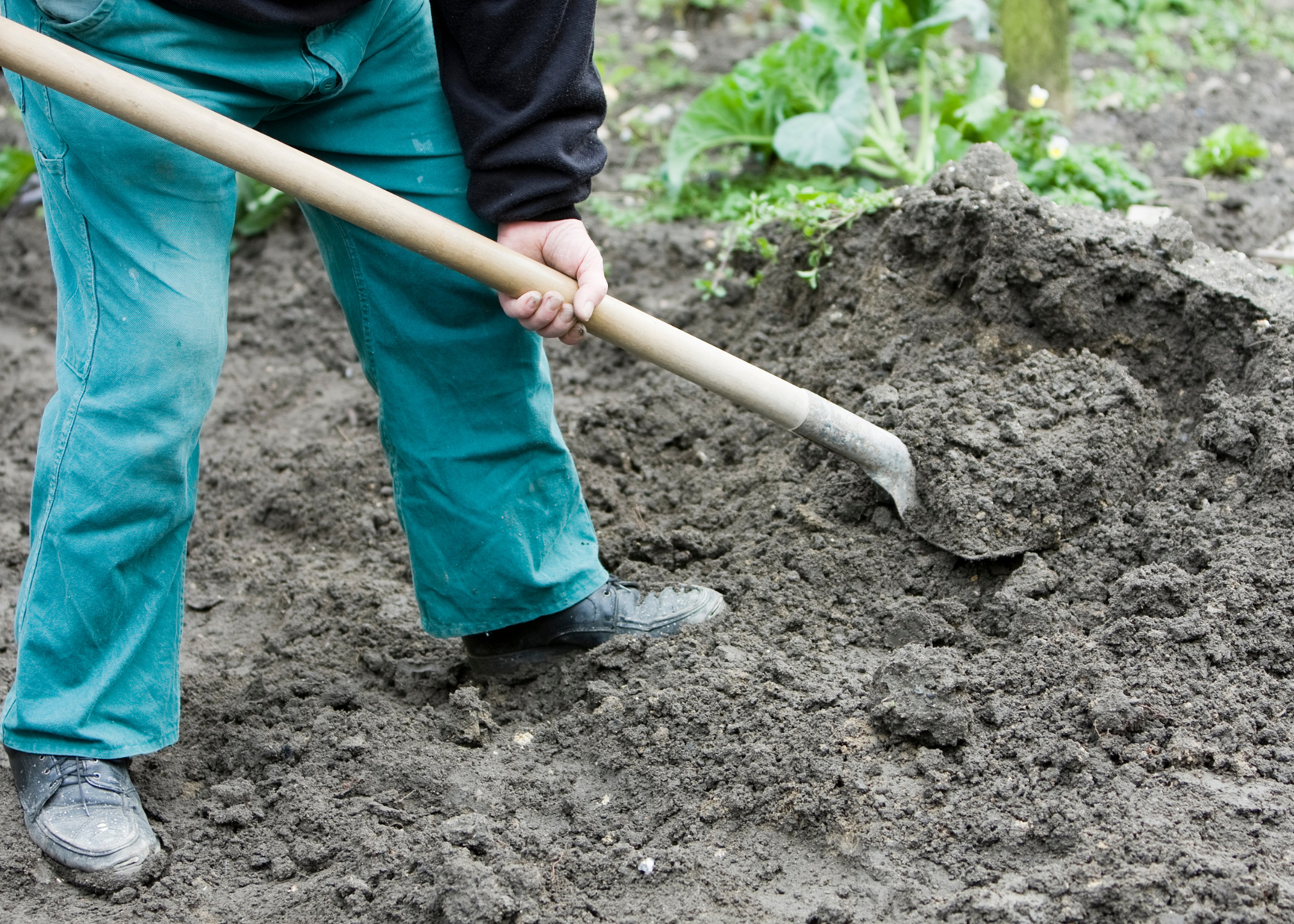 shoveling dirt