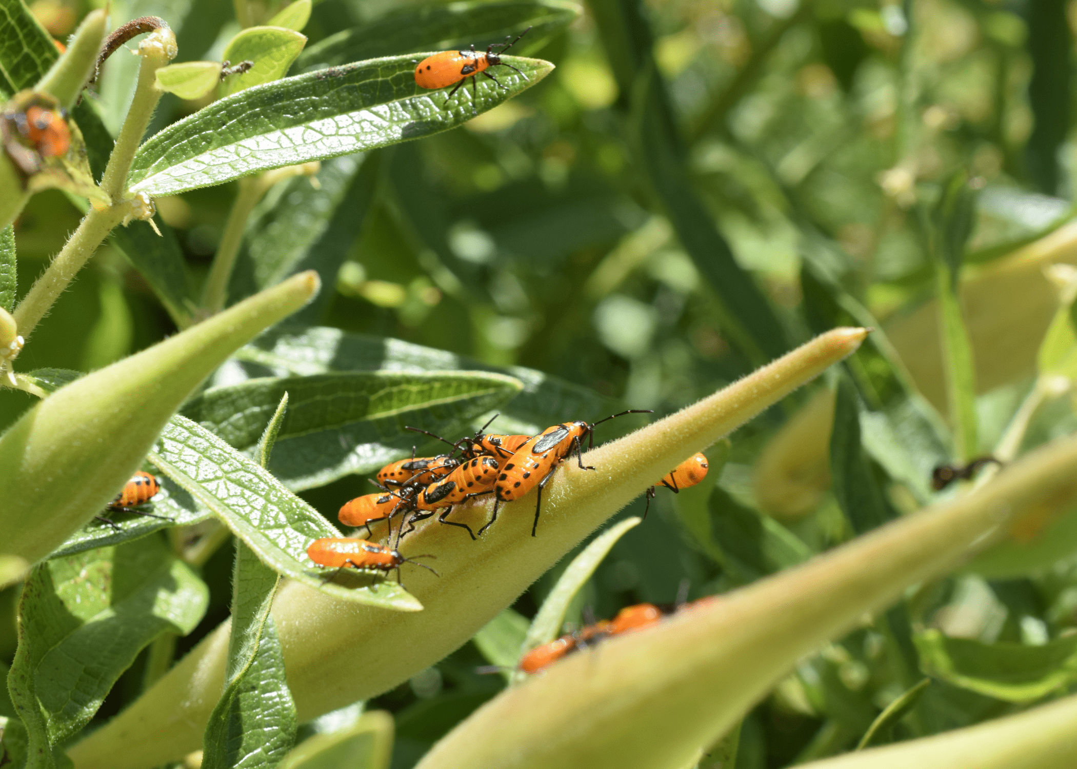 insects on plants