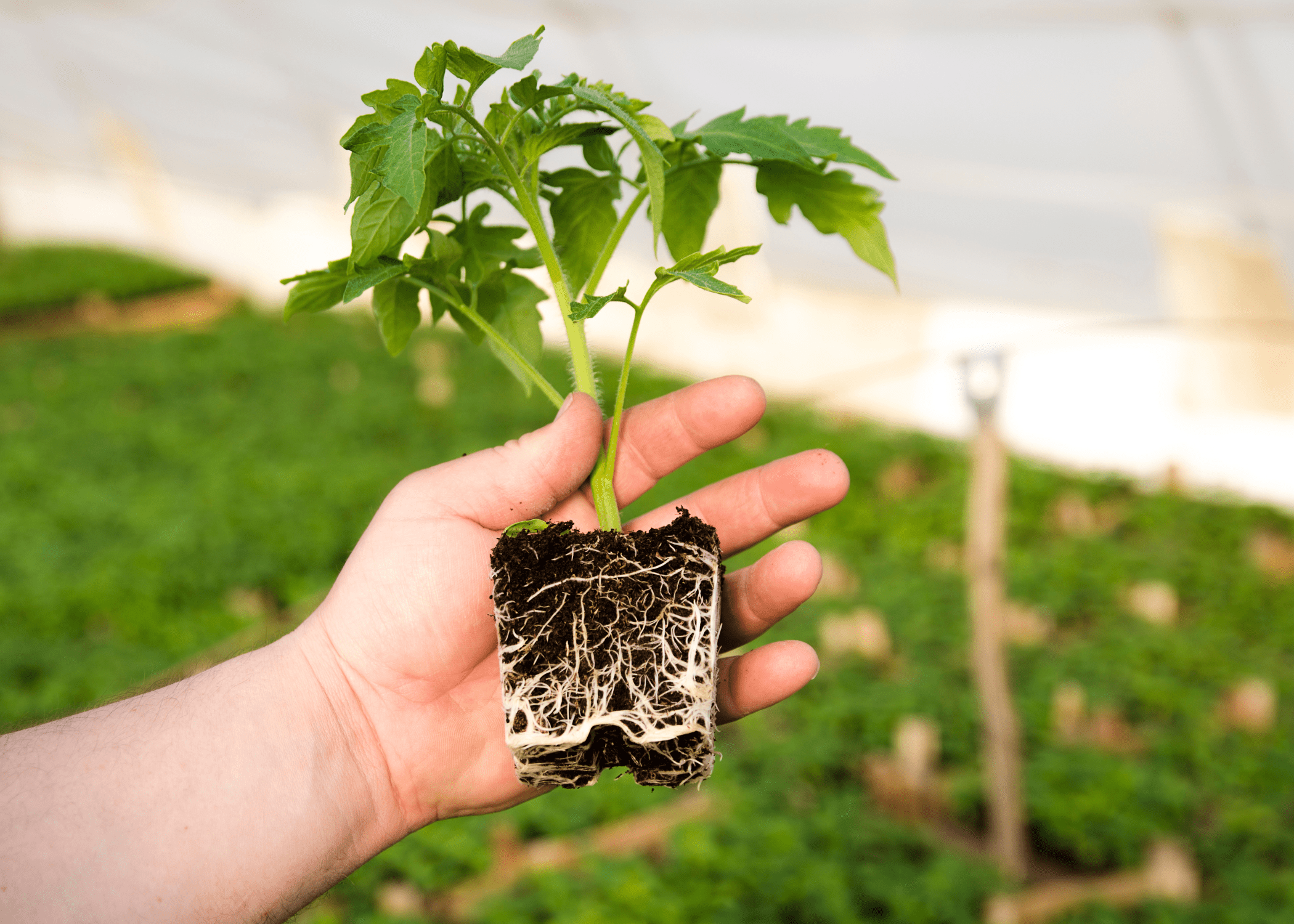 close up of baby tomato plants