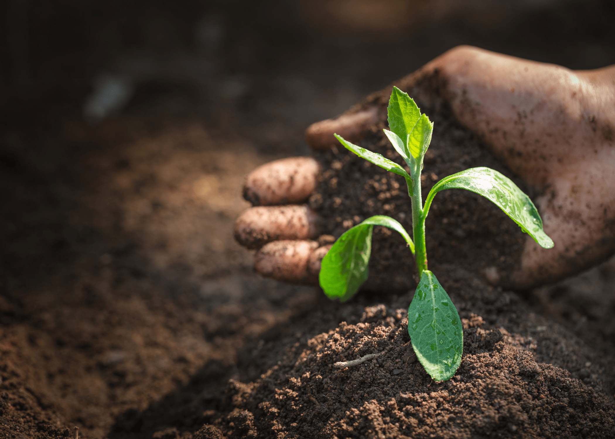 soil hand and plant