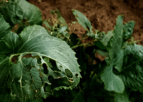 close up of plant with holes in leaves