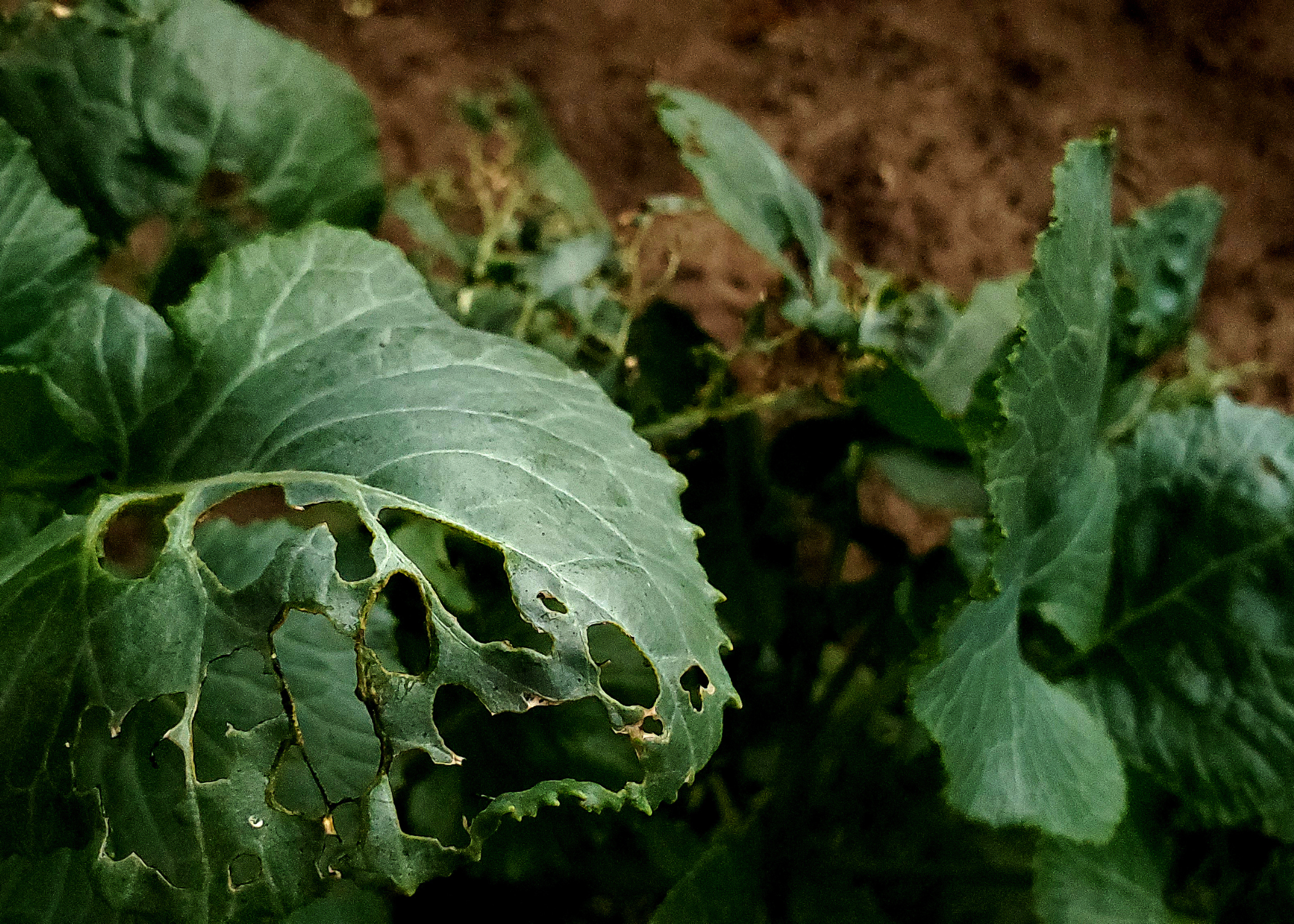 close up of plant with holes in leaves