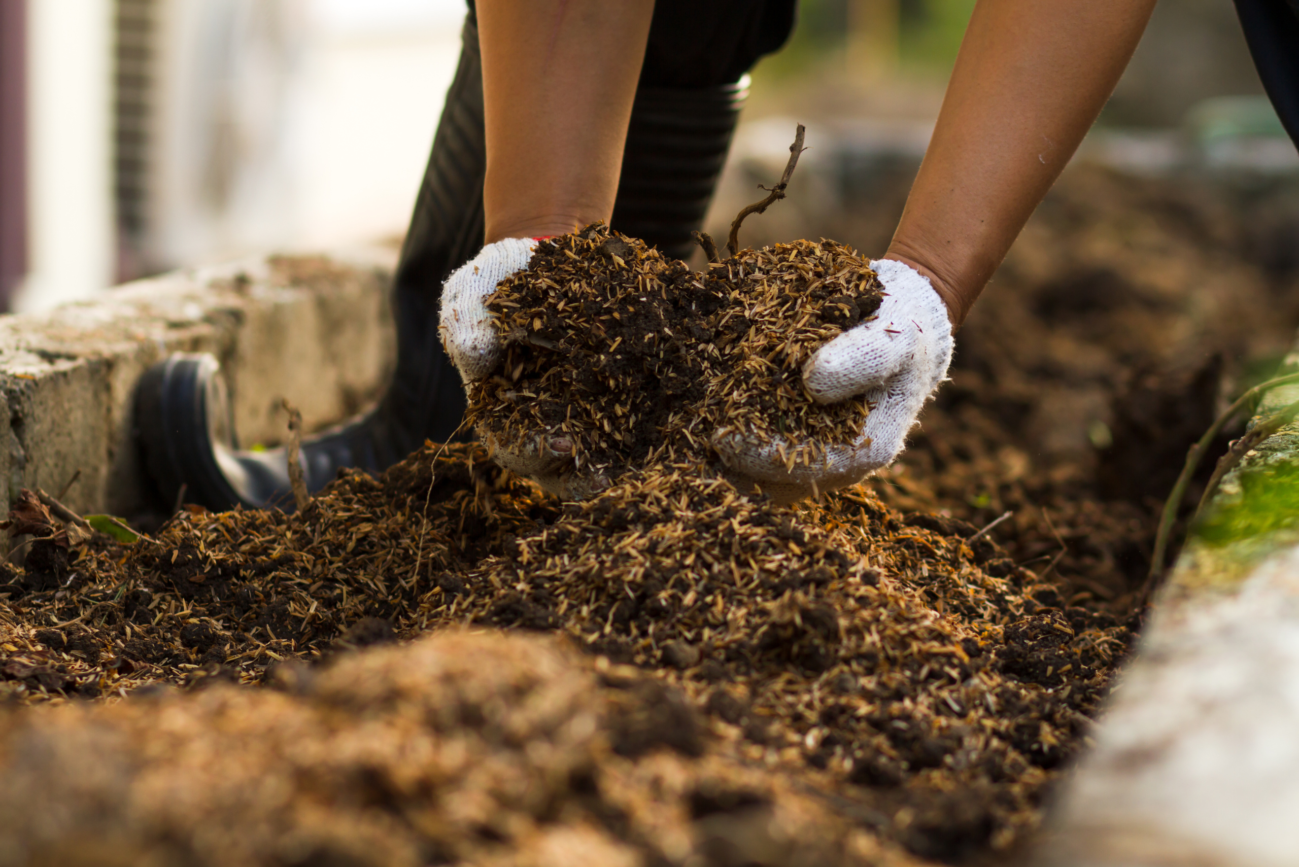 Person's hands holding soil.