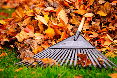 Dry leaves and rake.