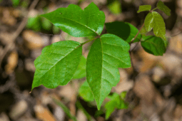 How to Remove Poison Ivy From Your Yard Safely