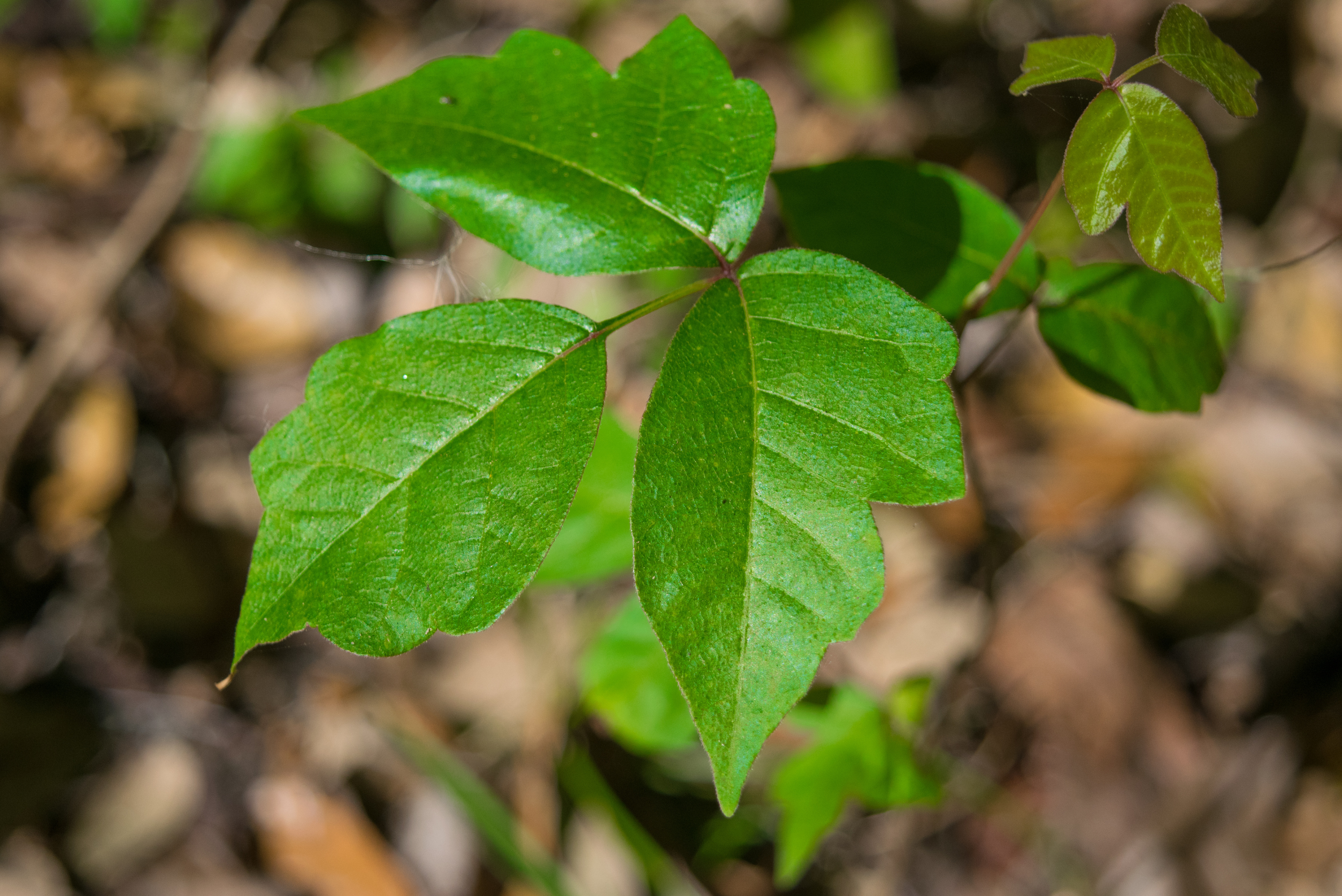 Poison ivy leaf.