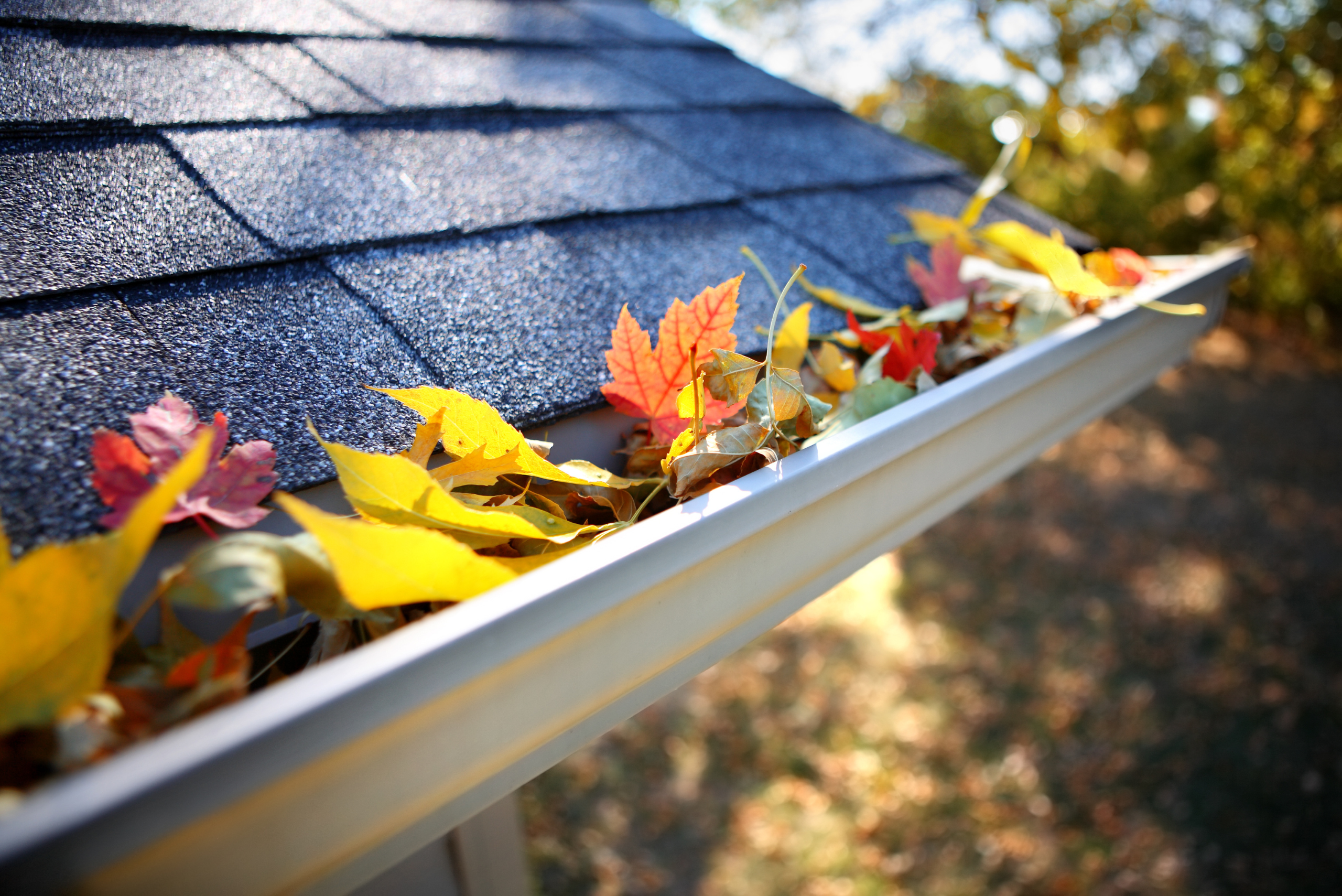 Leaves in the gutters of a home.