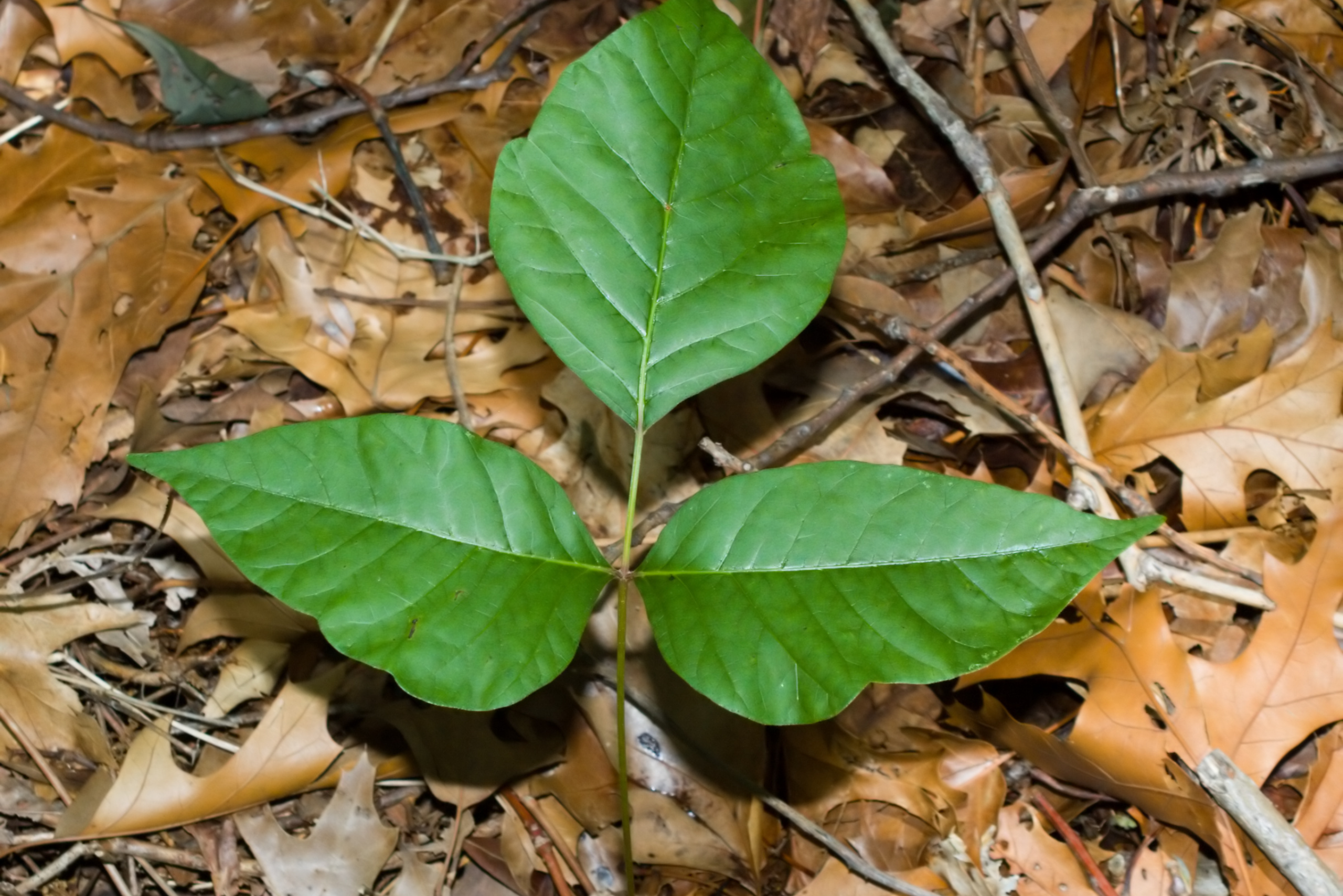 Poison ivy in a garden.