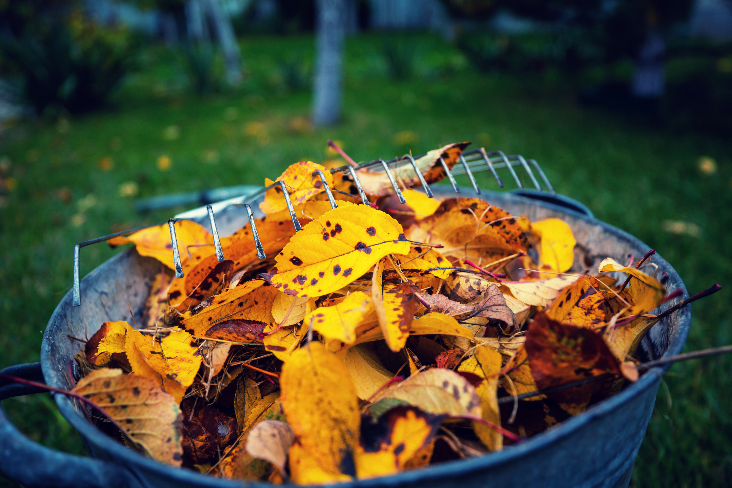 Yellow and orange leaves with rake on top.