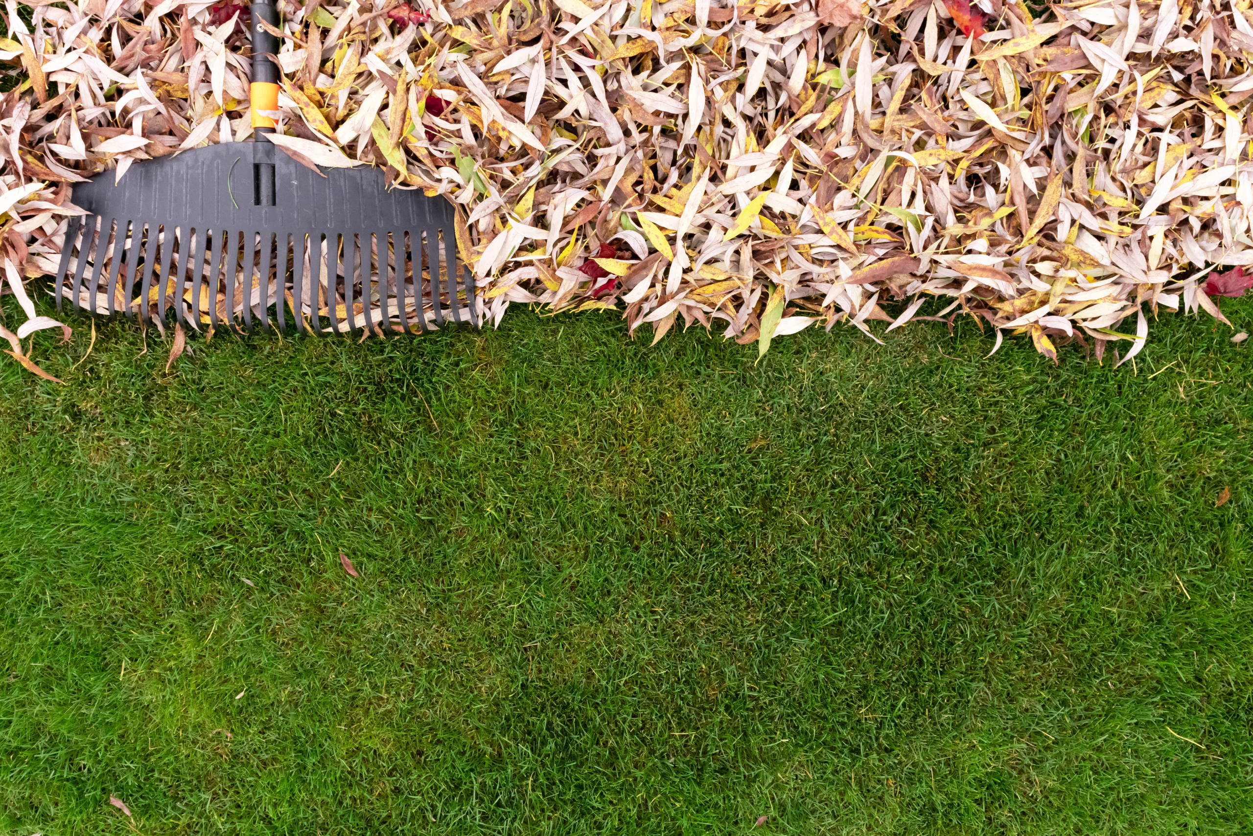 Cut grass with dry leaves on top being raked.