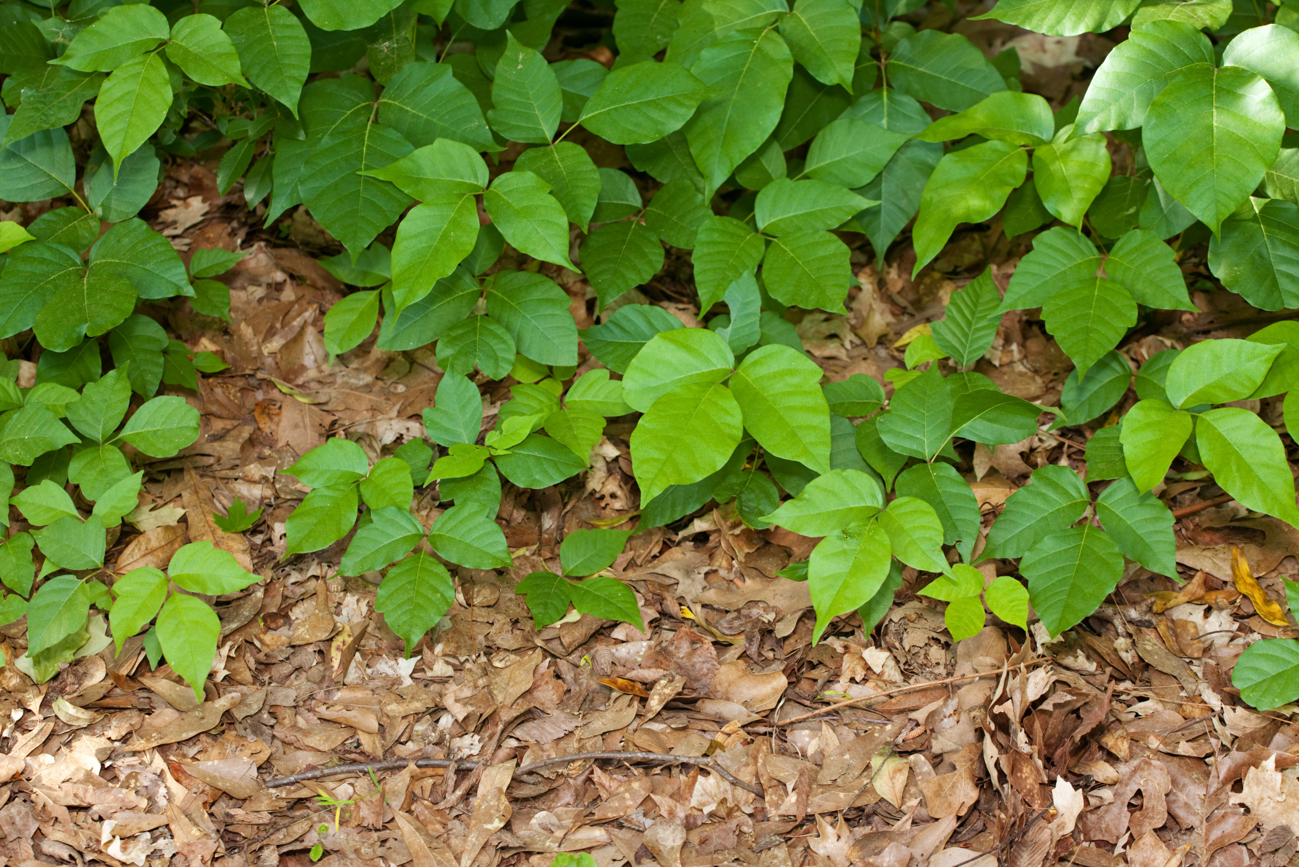 Poison ivy in garden.