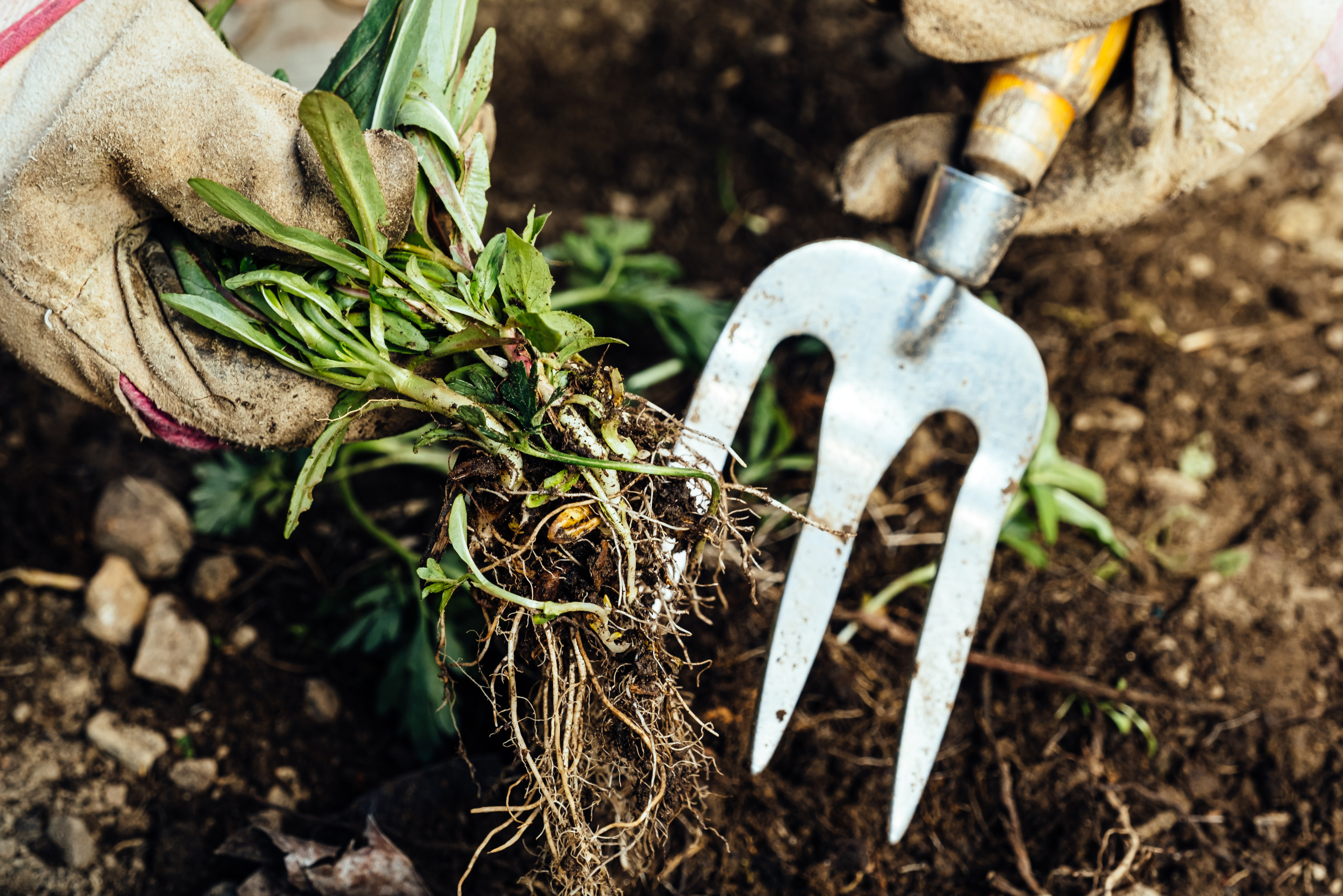 Using tools to remove weeds.