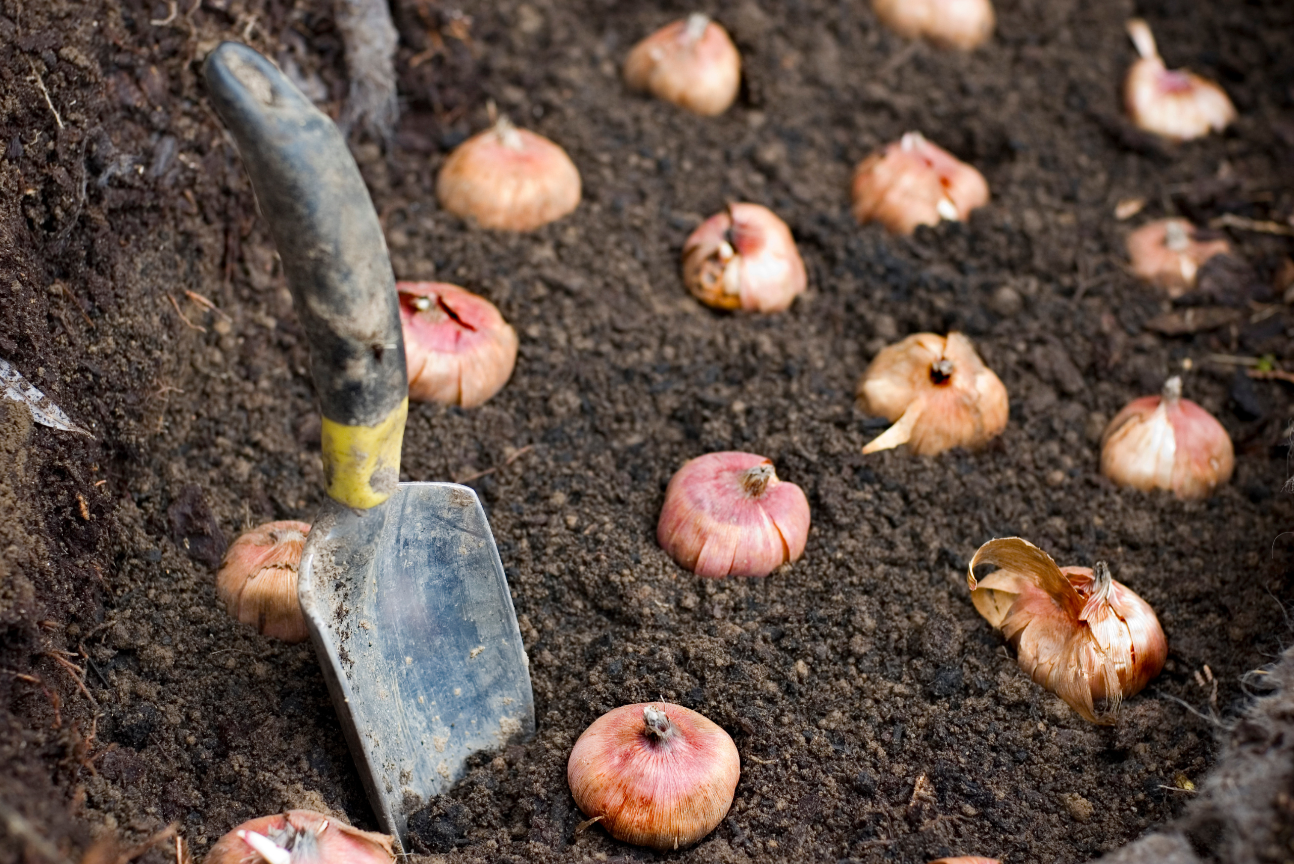 Planting bulbs with a tool.