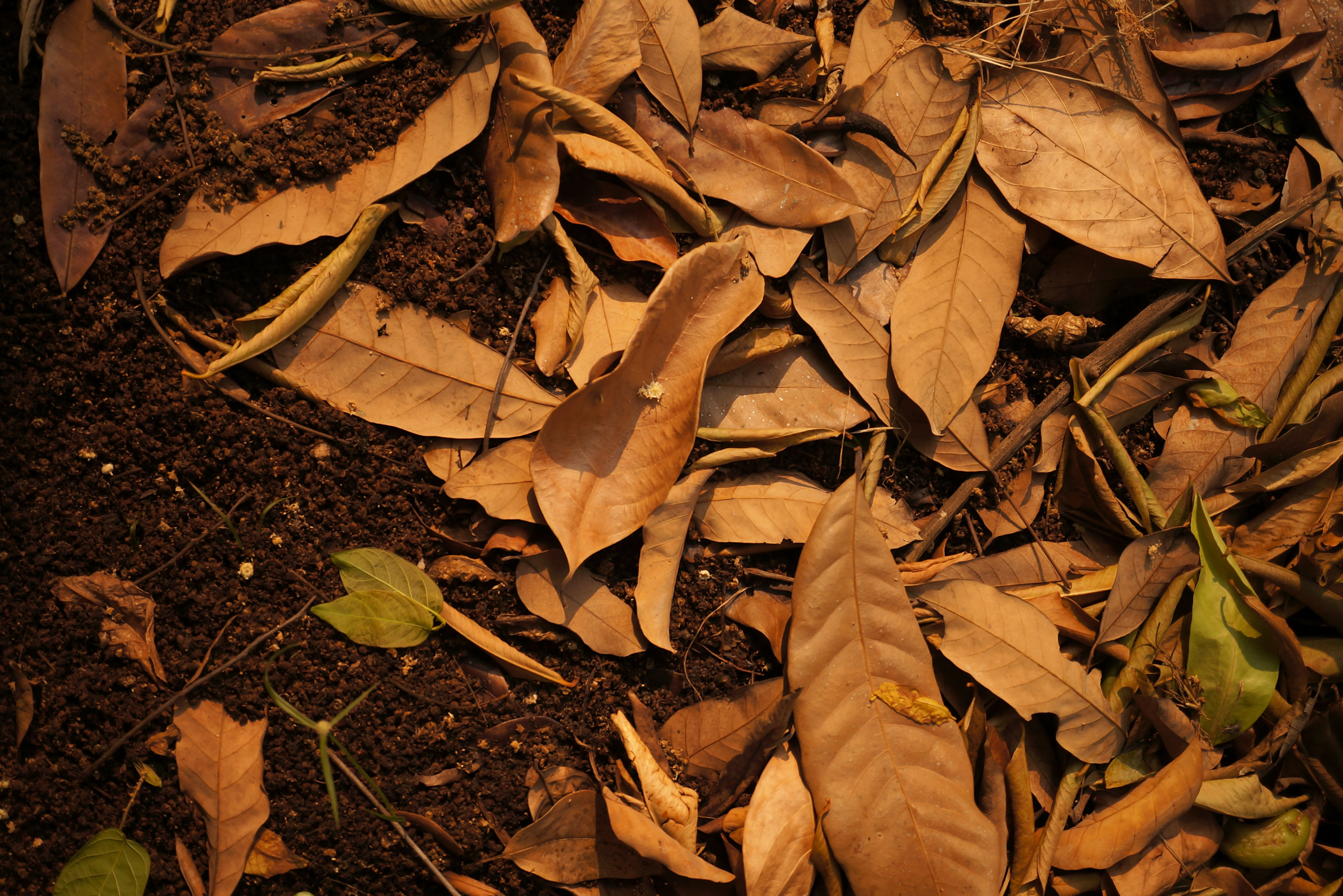 Dry leaves on ground.