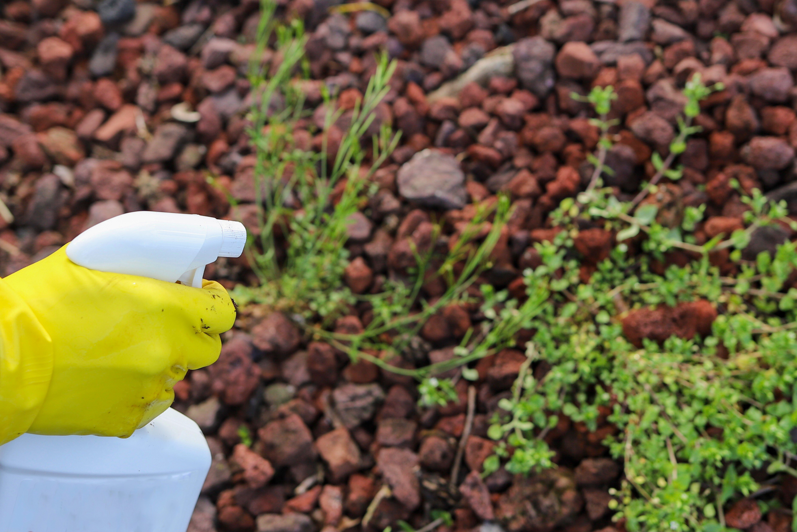 Spraying weeds in garden.