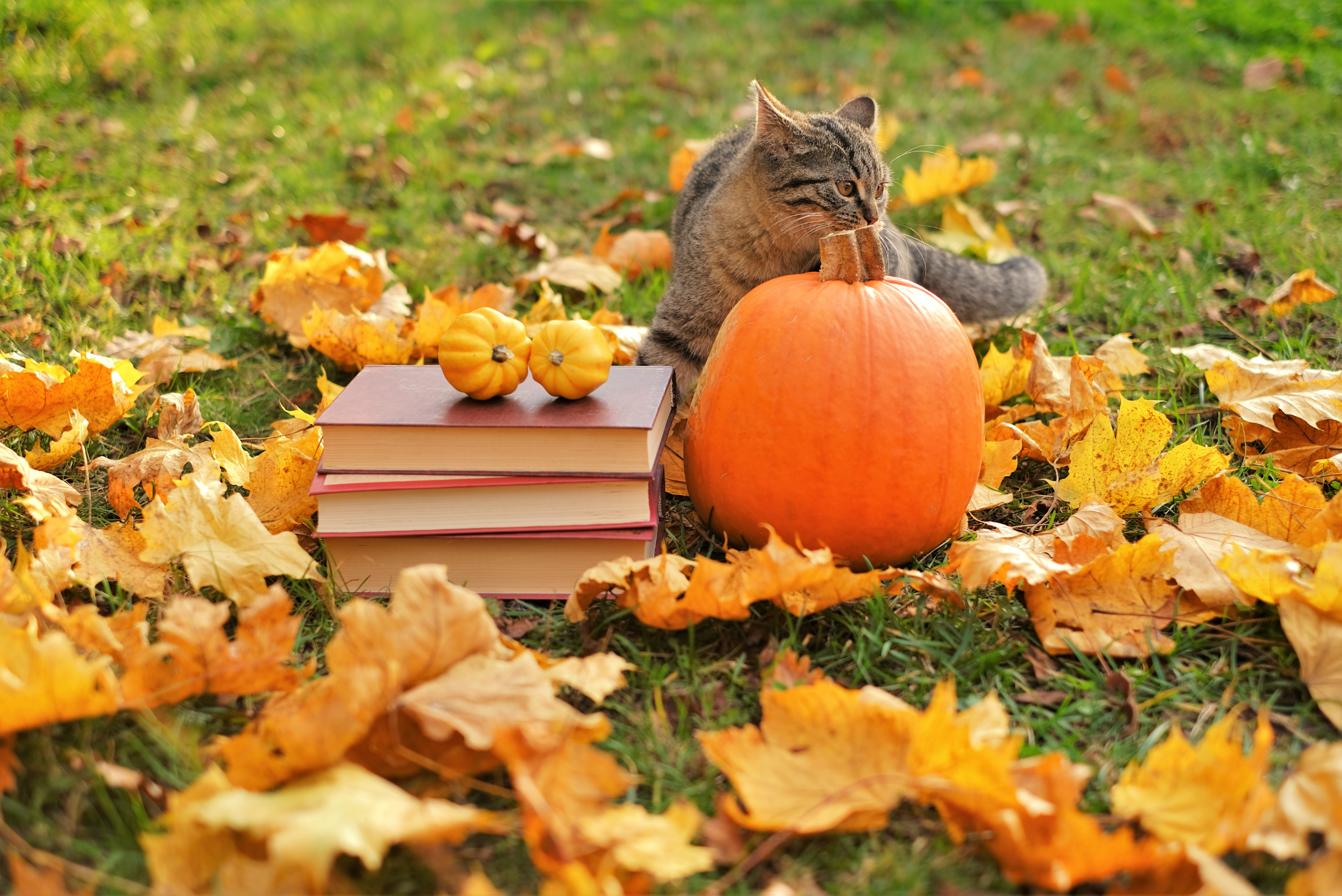 Cat with pumpkin and yellow leaves.