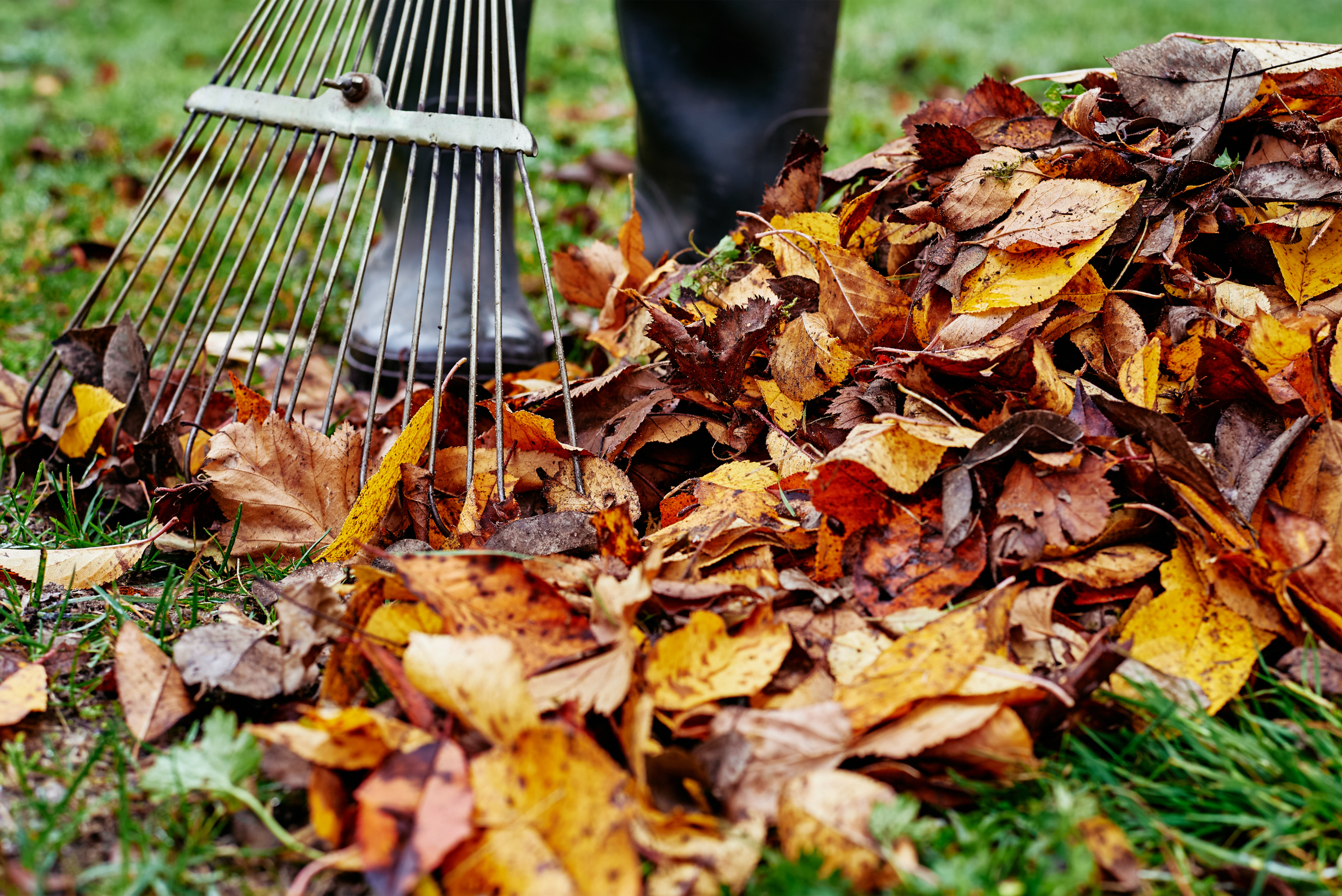 Dry leaves being racked.