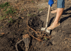 How to Easily Remove Tree Roots on Your Own