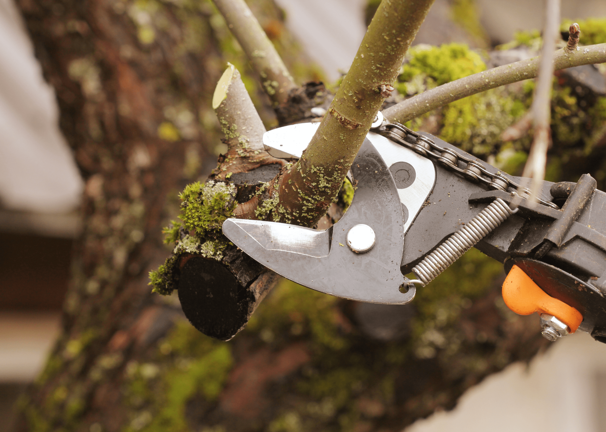 pruning tree branch