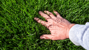 The Best Way To Ensure Your Grass And Yard Is Thriving