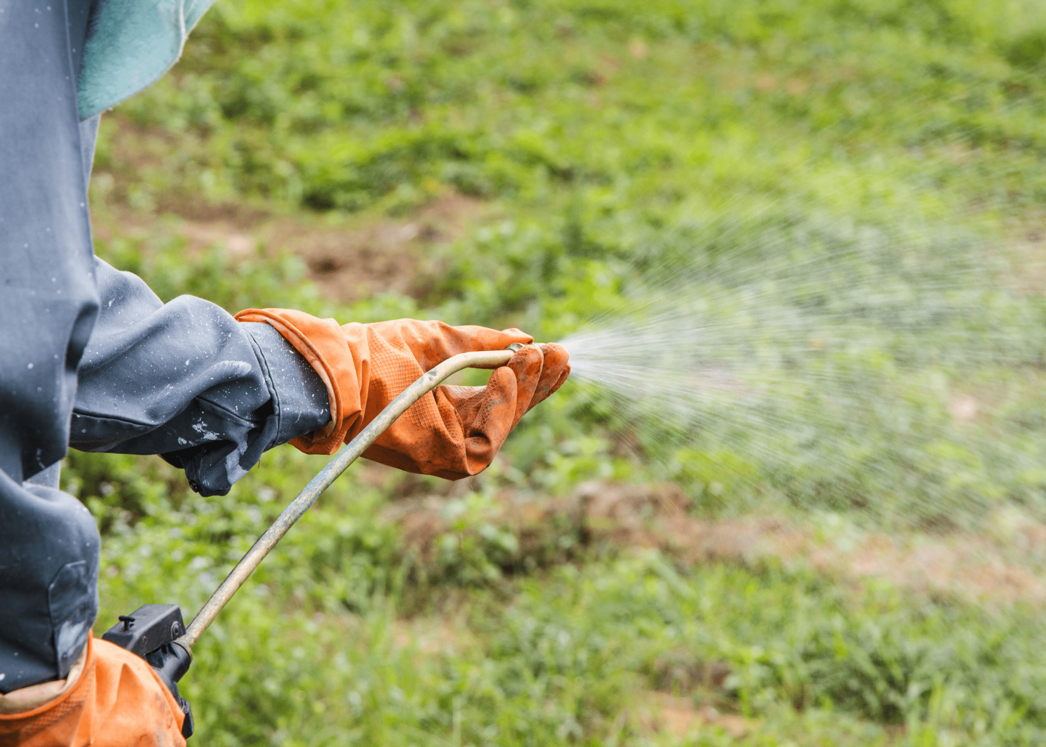 spraying pesticides