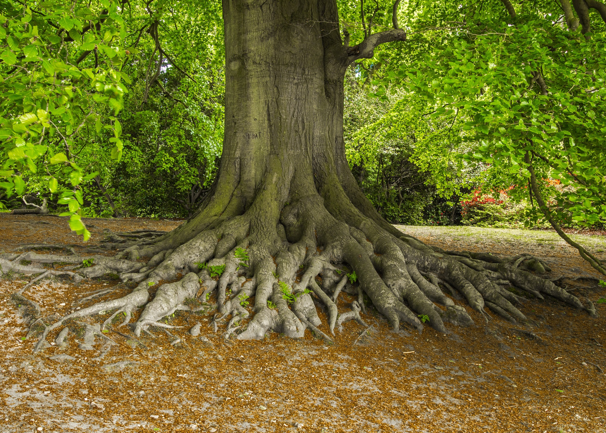 large tree with big roots