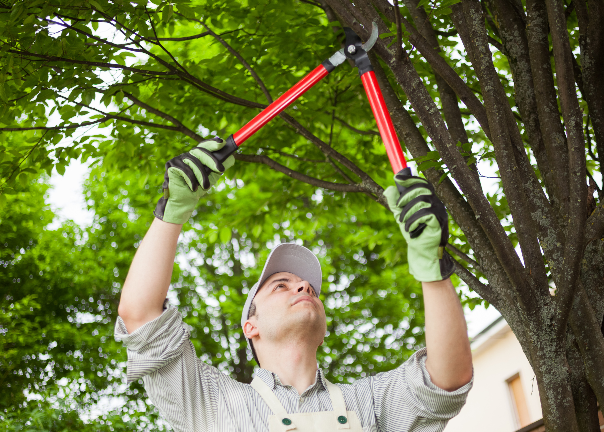 trimming tree branches