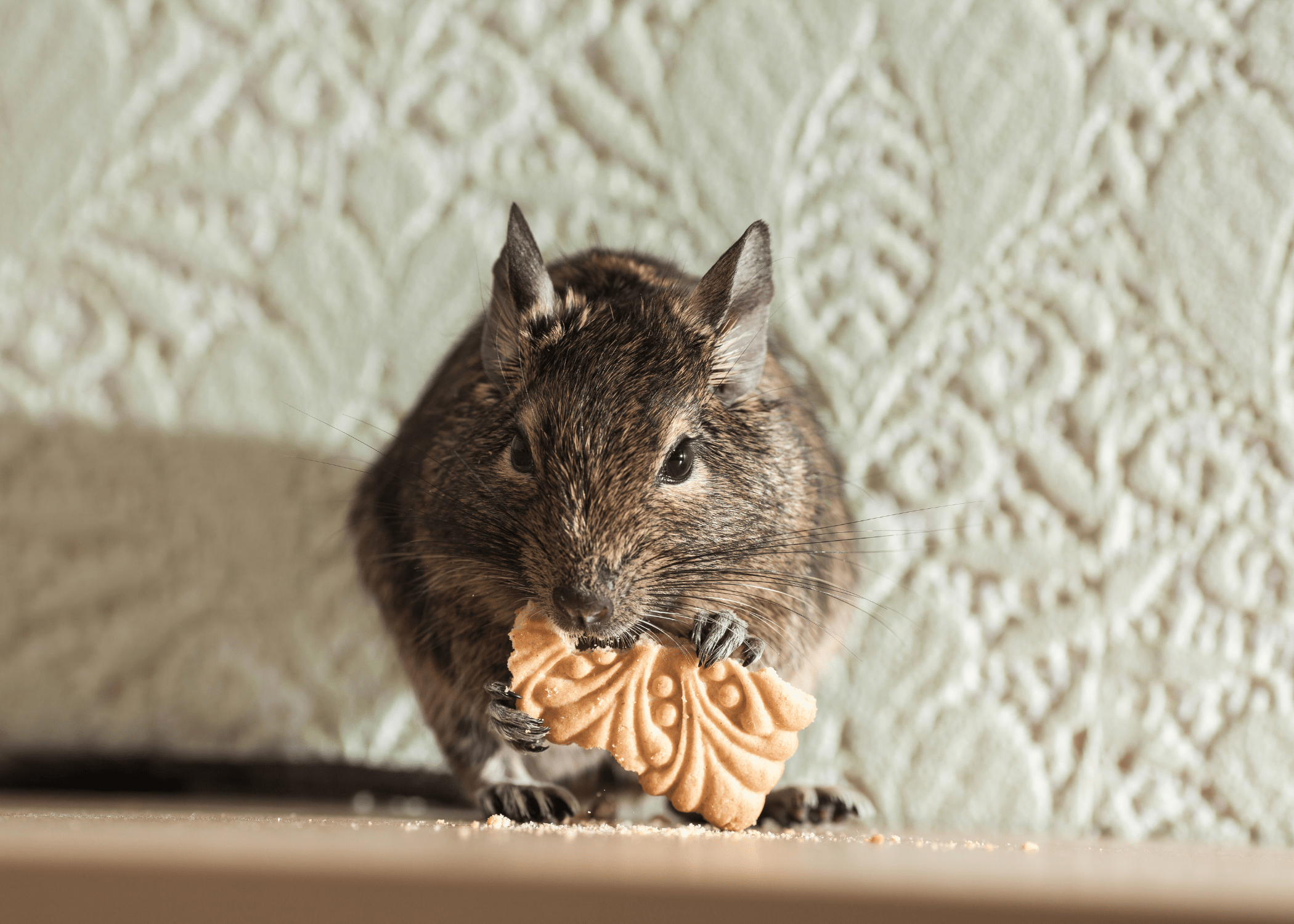 mouse eating a cookie