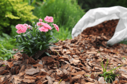 Mulch Ado About Autumn: 7 Plants to Prepare for Winter