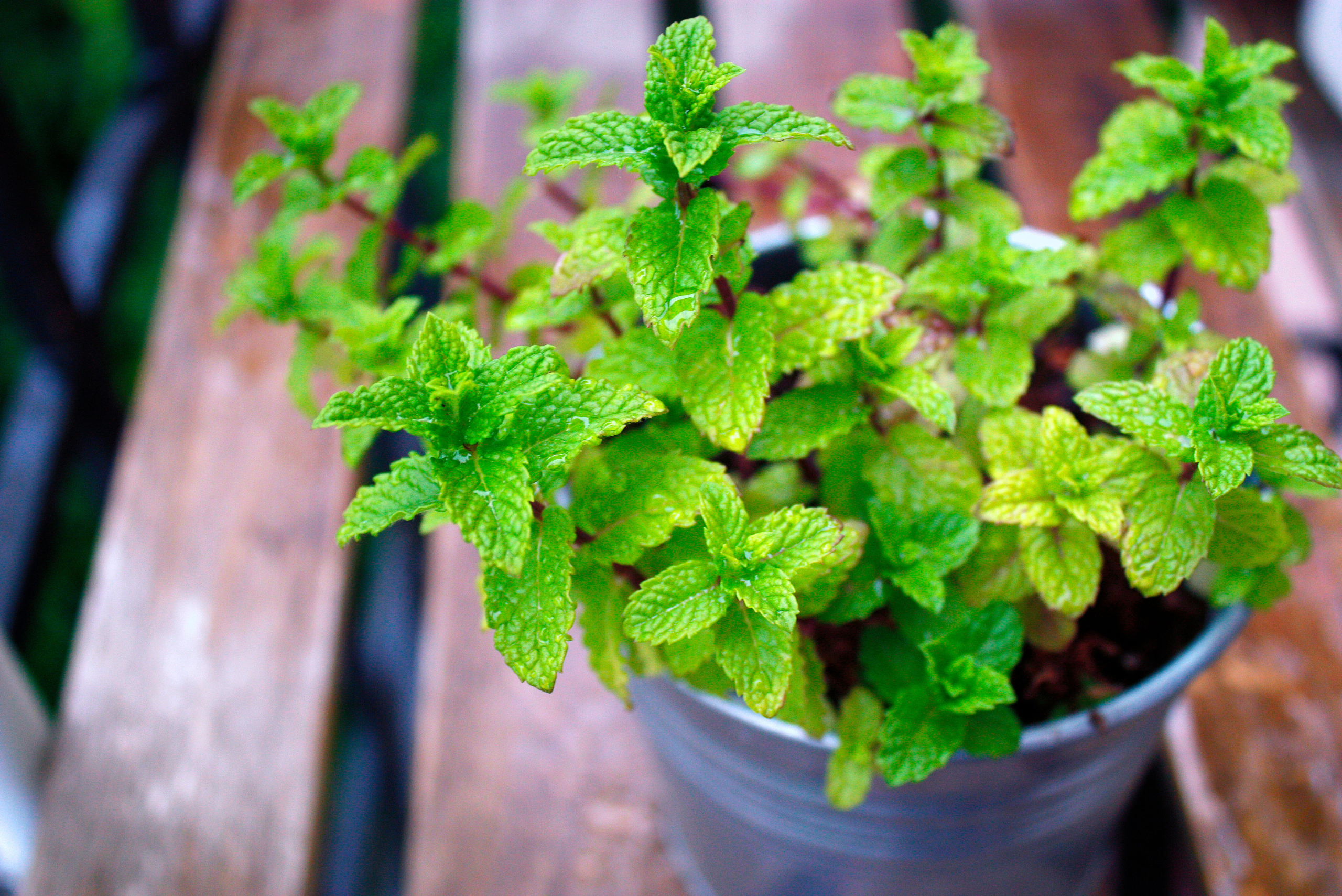 Mint planter.