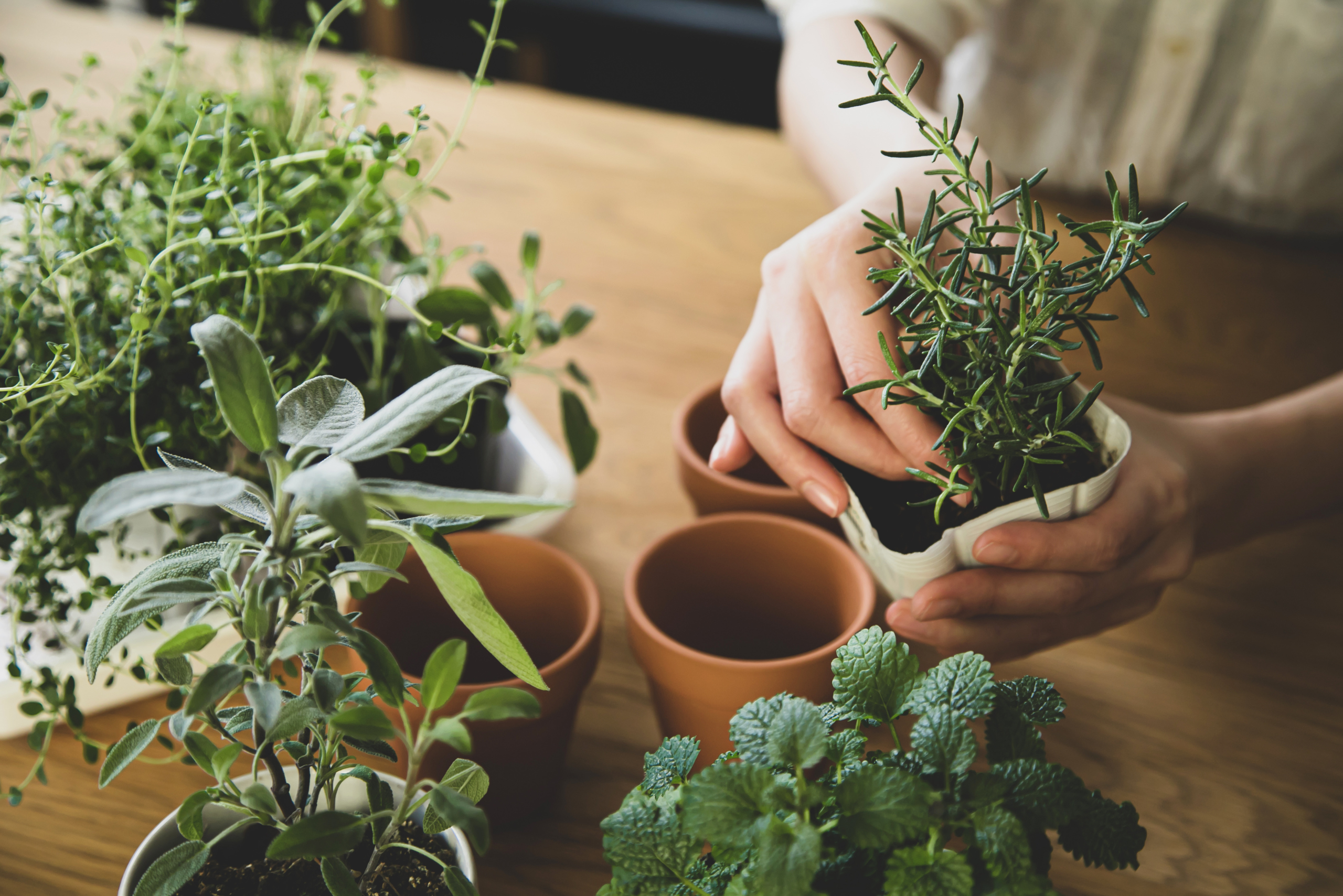 Person putting together a herb garden.