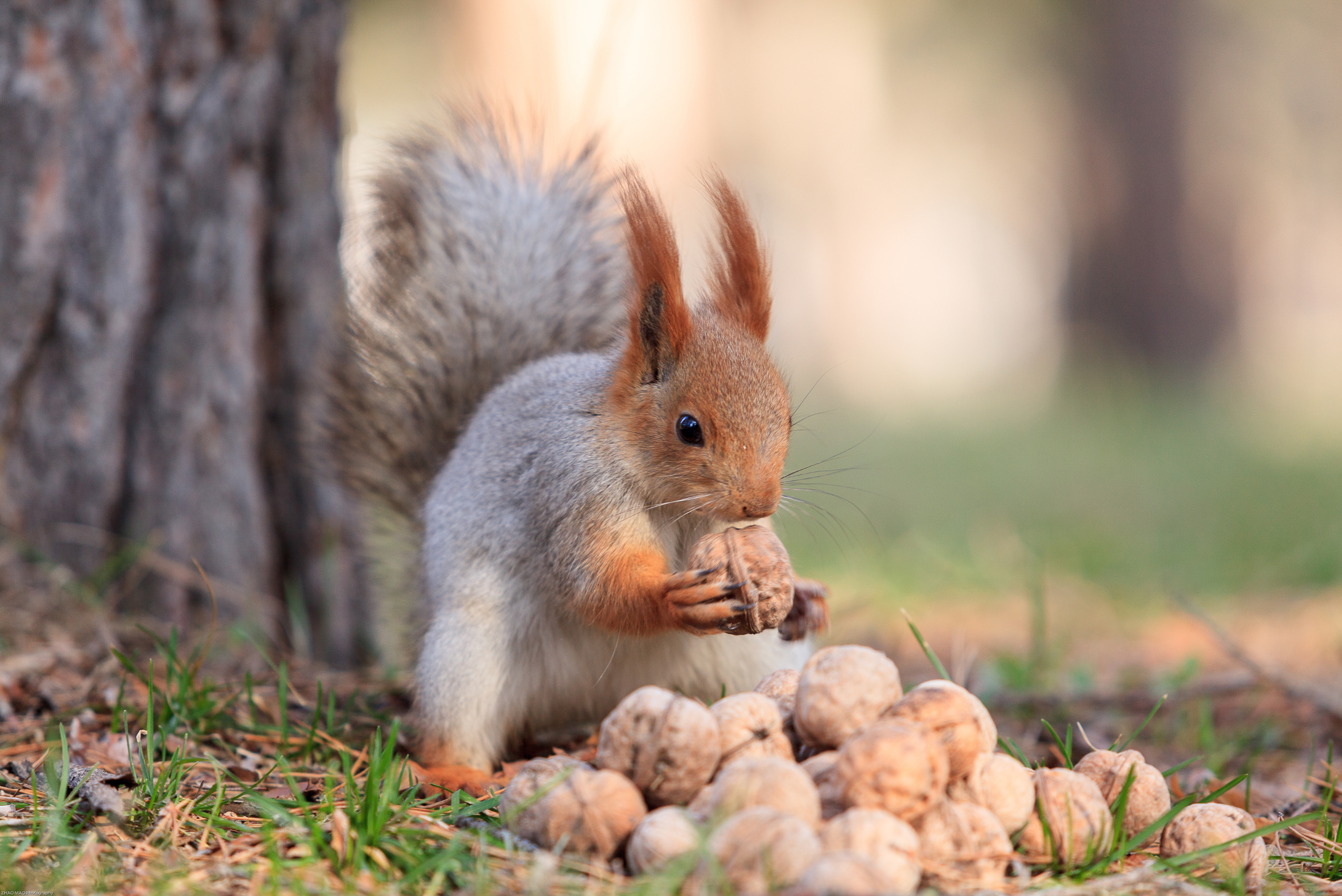 Squirrel eating nuts.