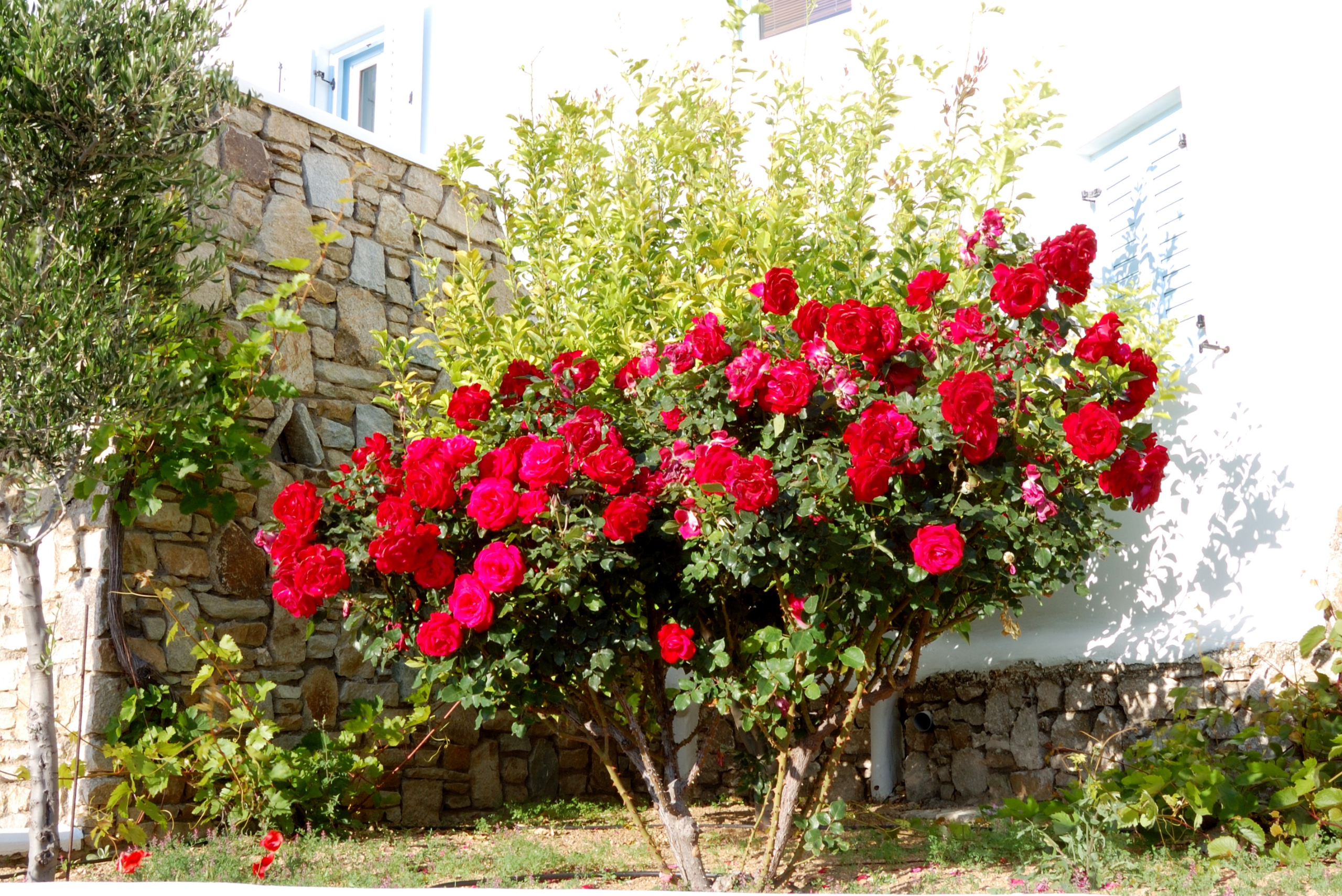 Rose bush