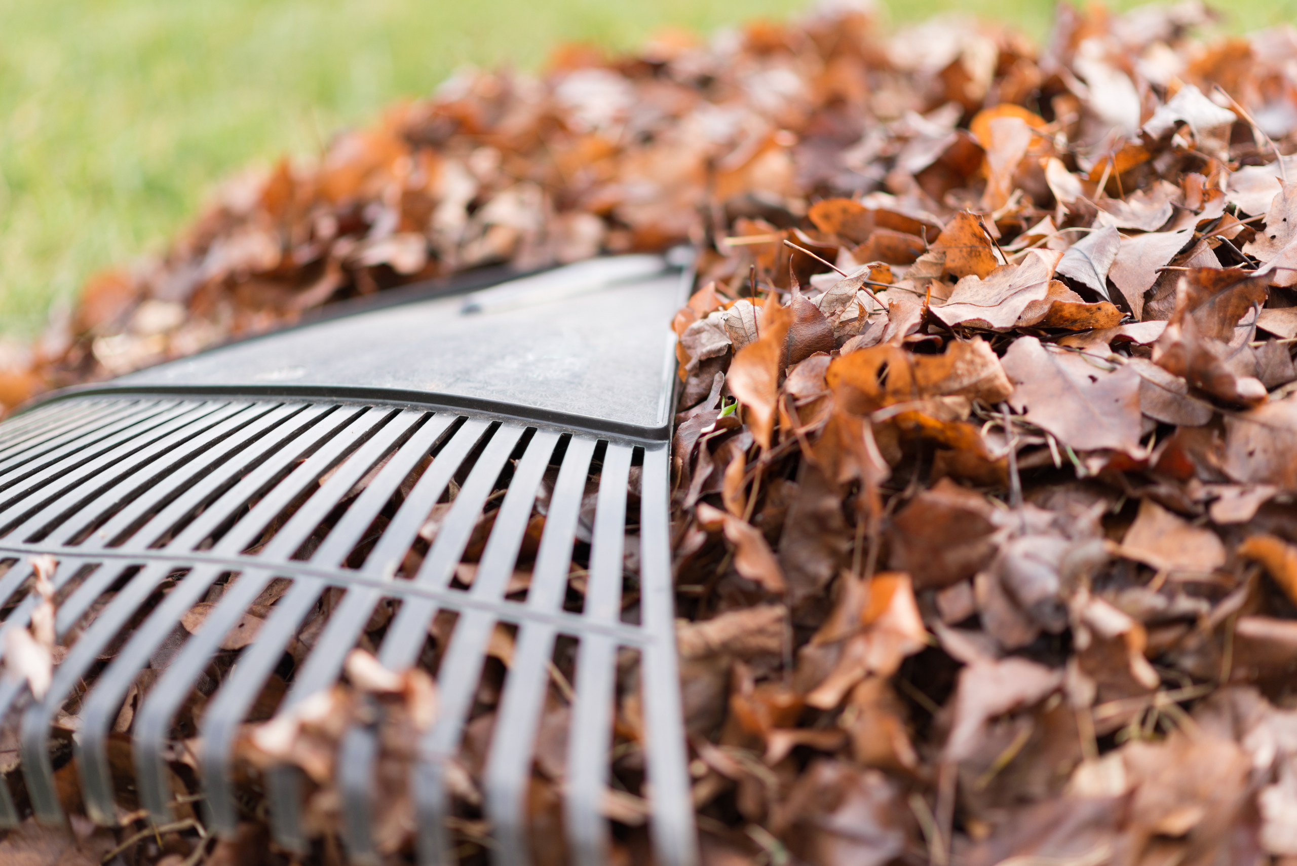 Fall leaves and rake.