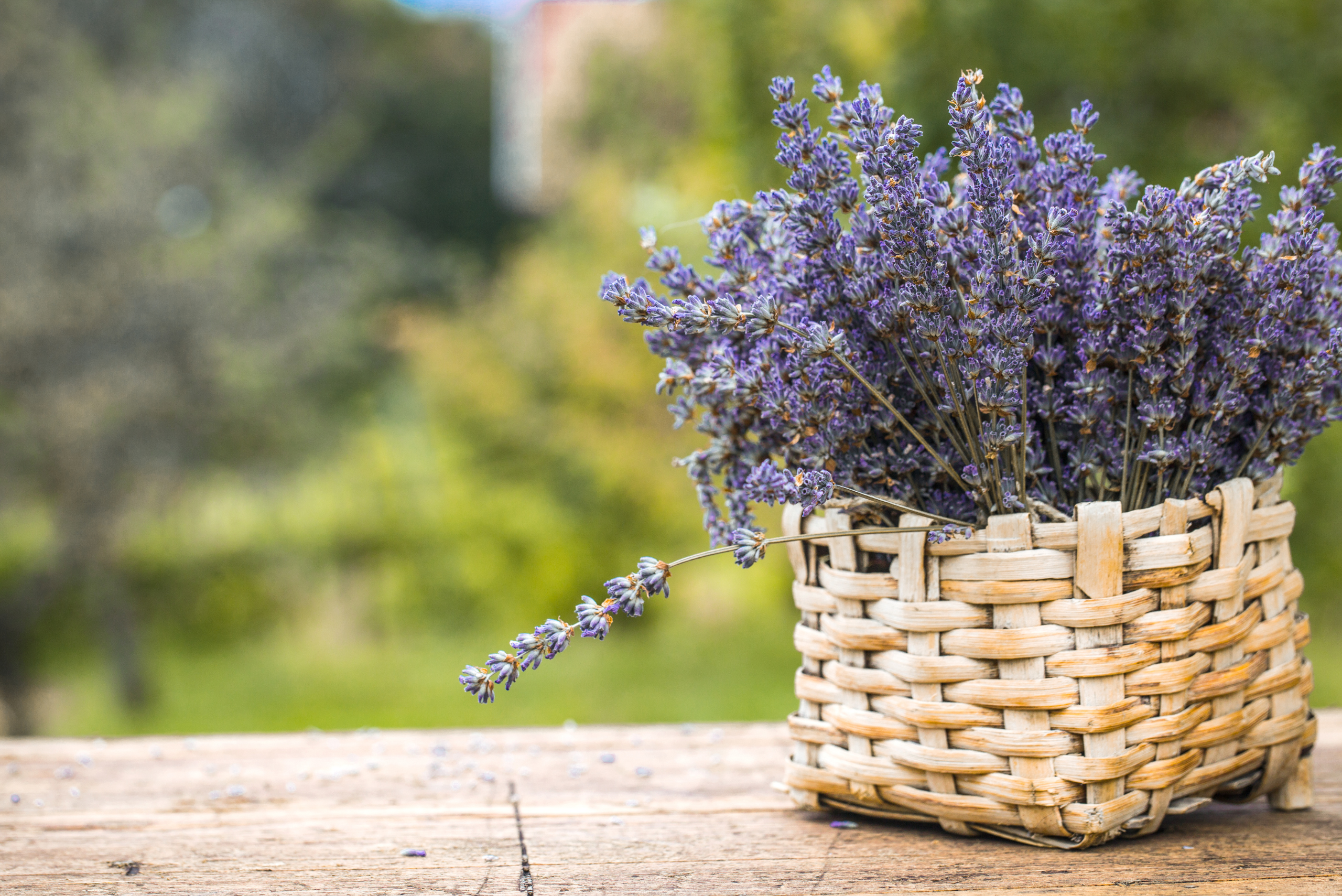 Basket of lavender.