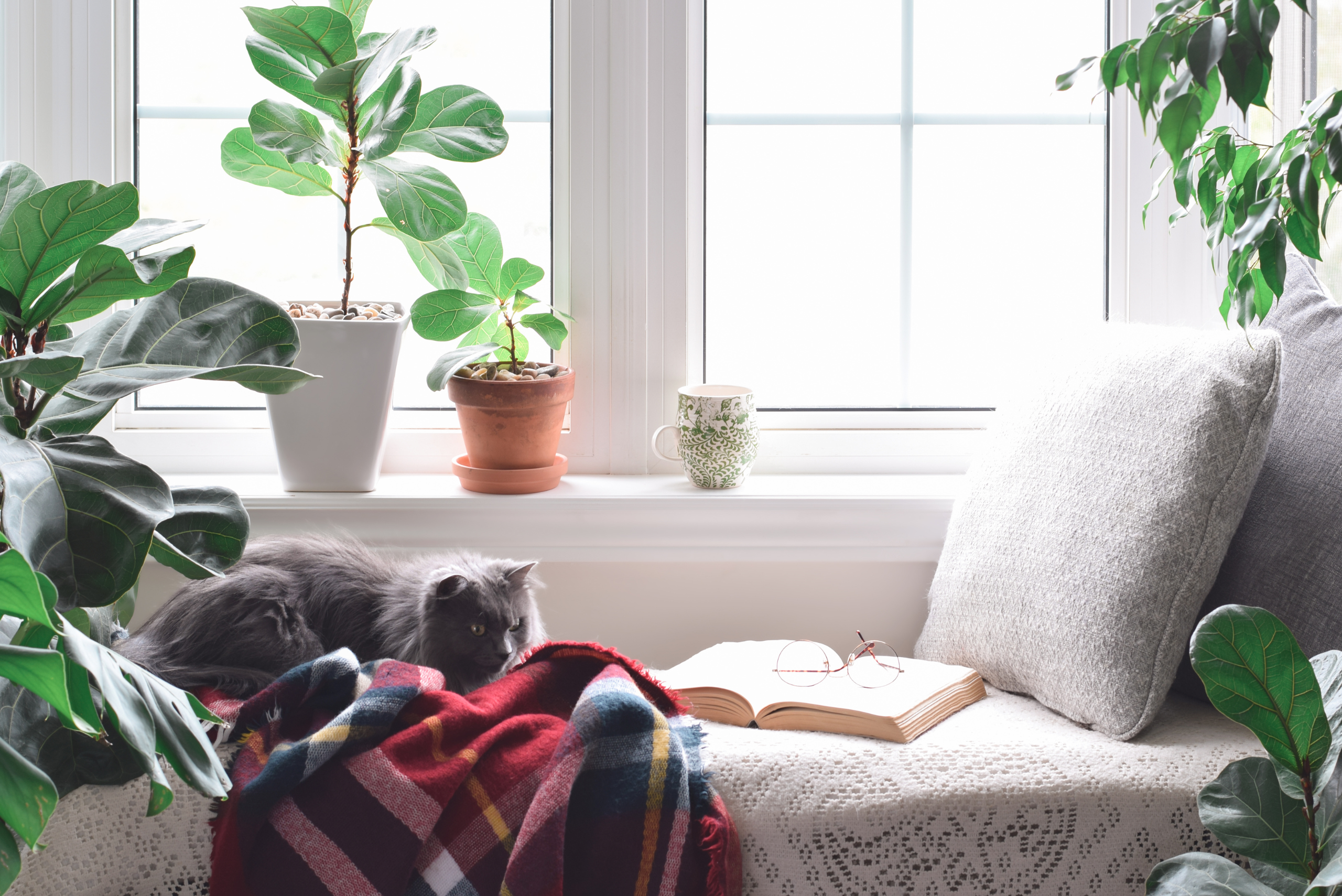 A corner reading nook with plants.