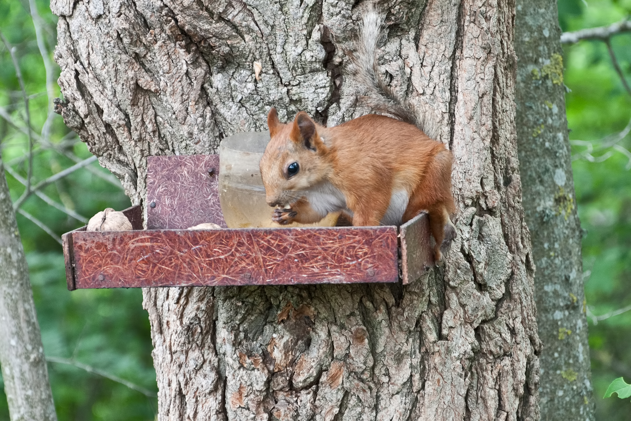 A squirrel feeder platform.