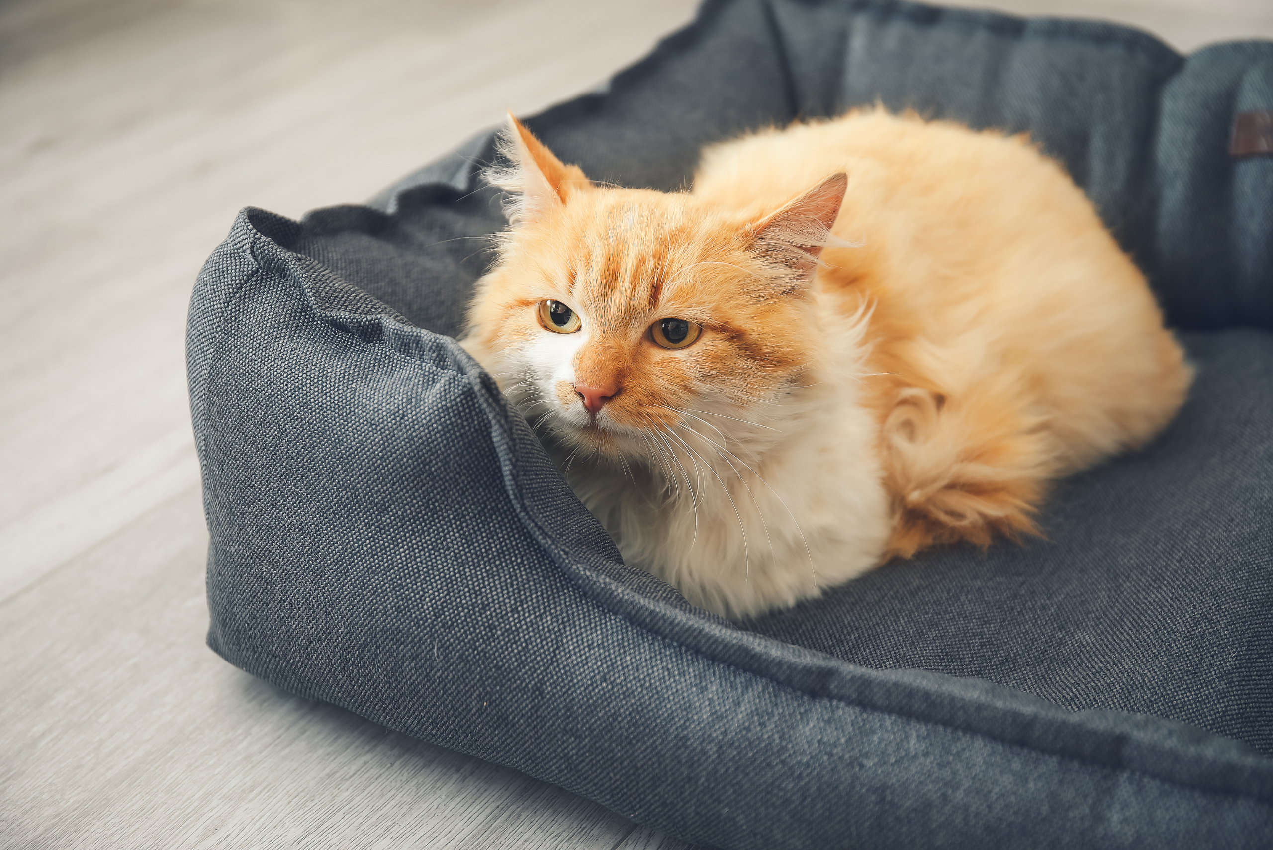 Cat sitting a pet bed.