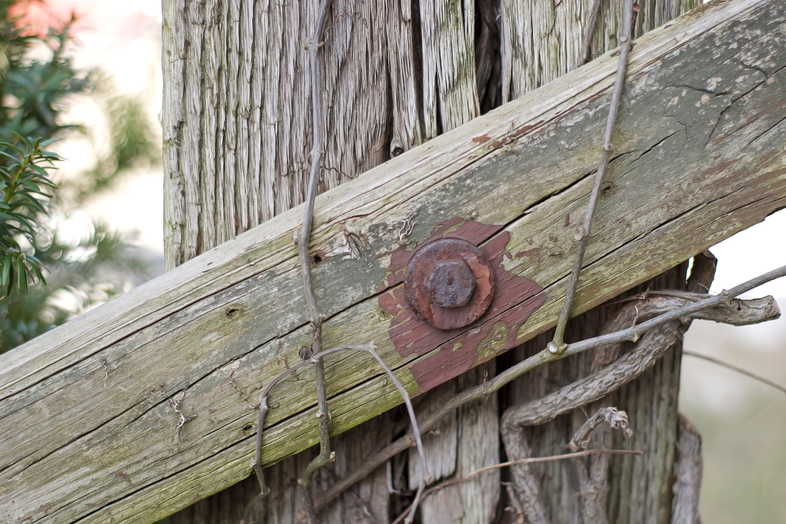 Rusty hardware on wooden fence.