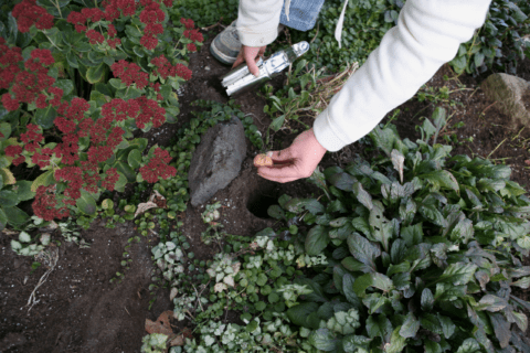 Person planting bulb.