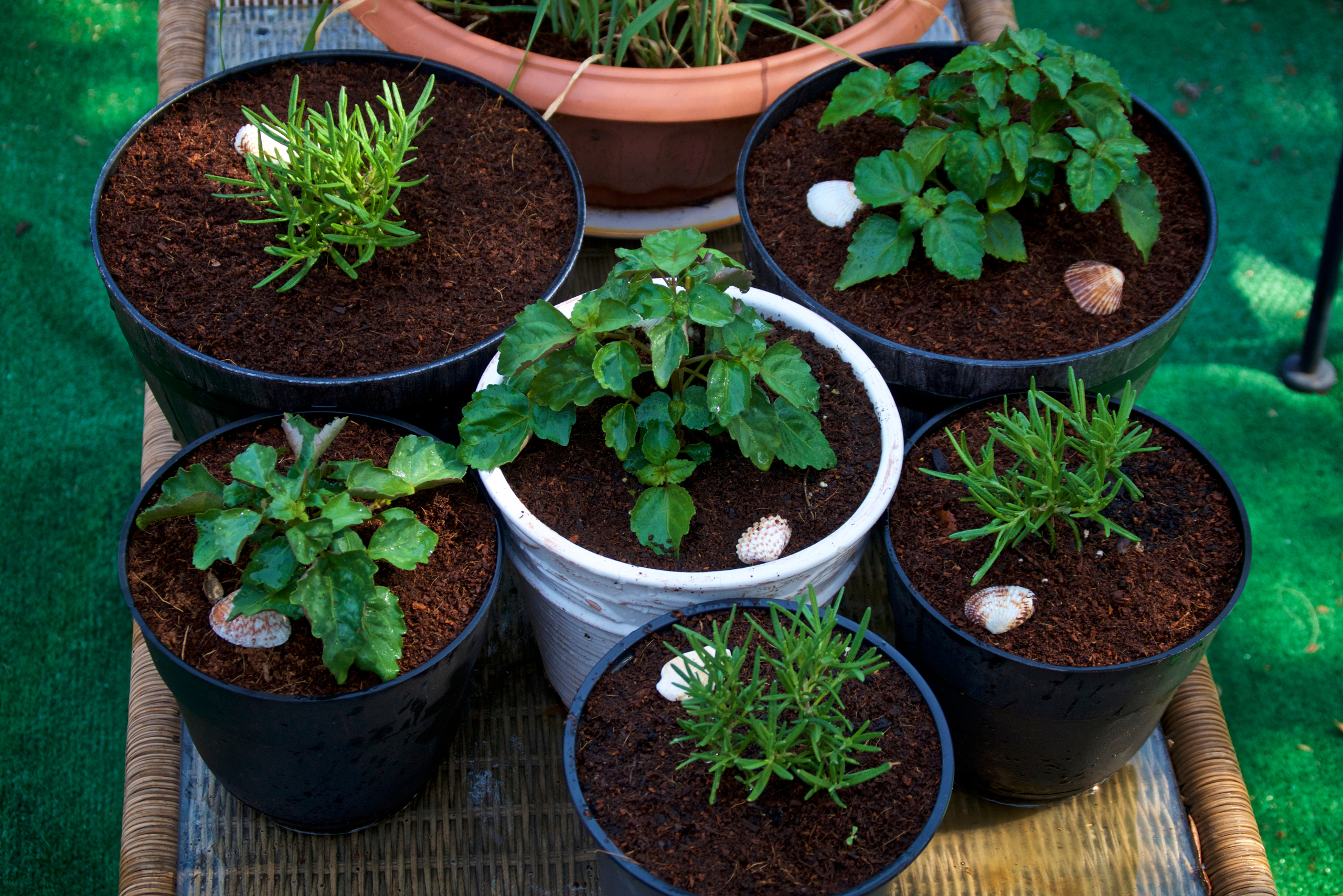 Multiple potted plants.