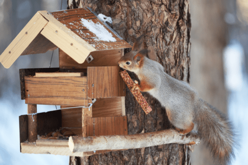 Squirrel climbing into a feeder.