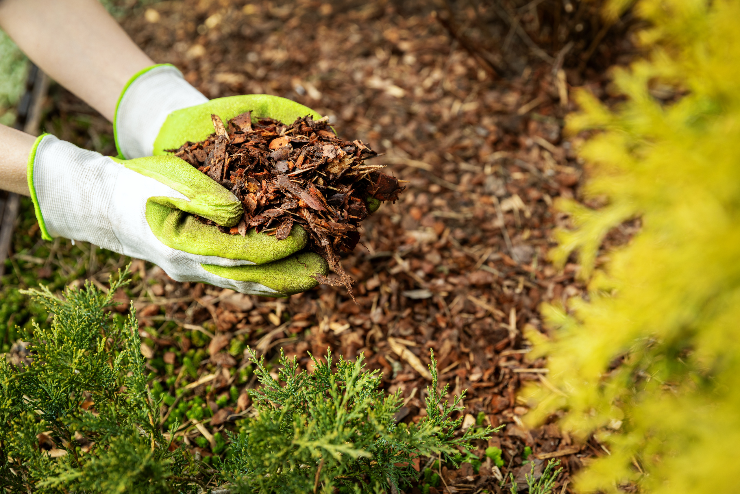 Hands holding mulch.