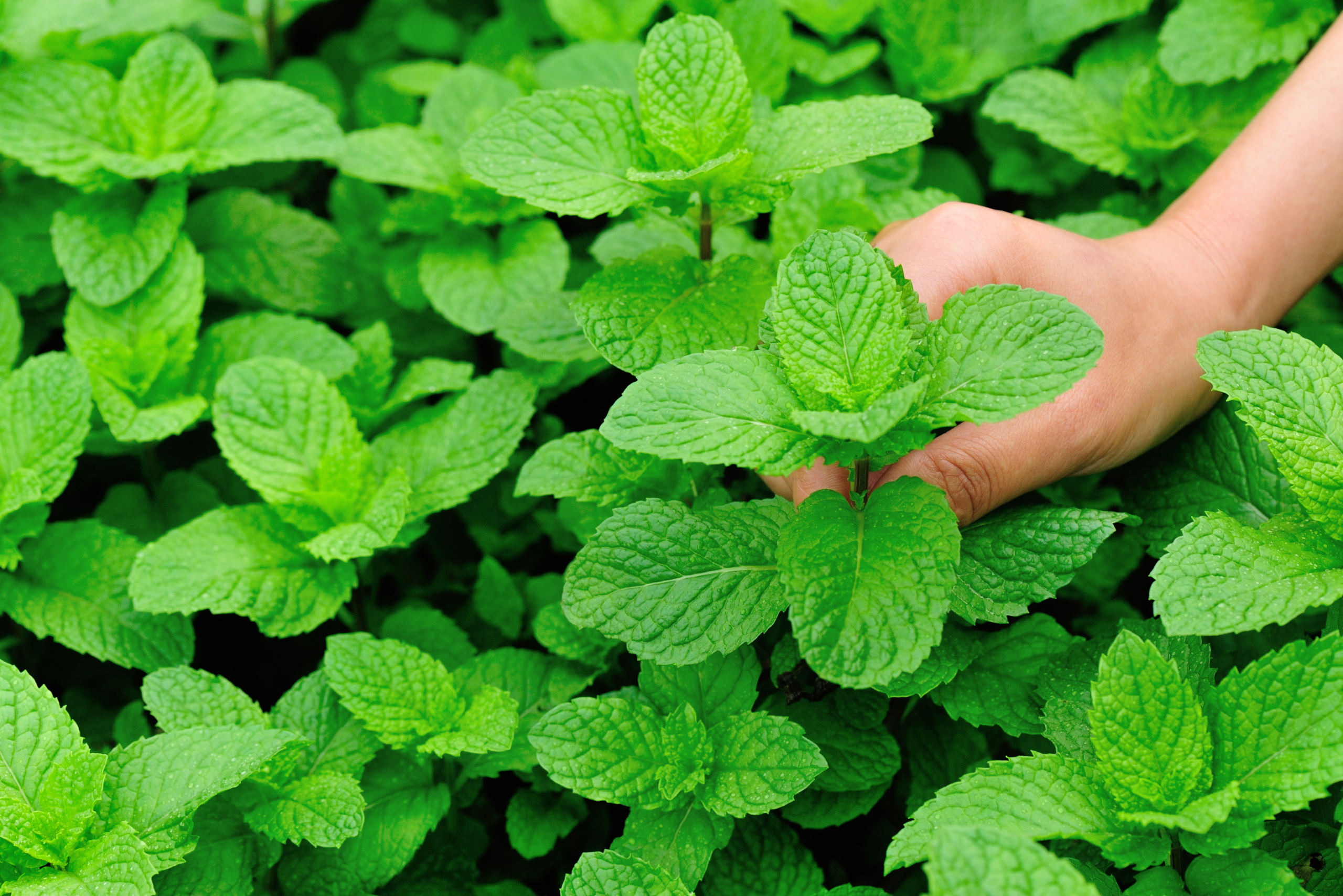 Pruning mint bush.